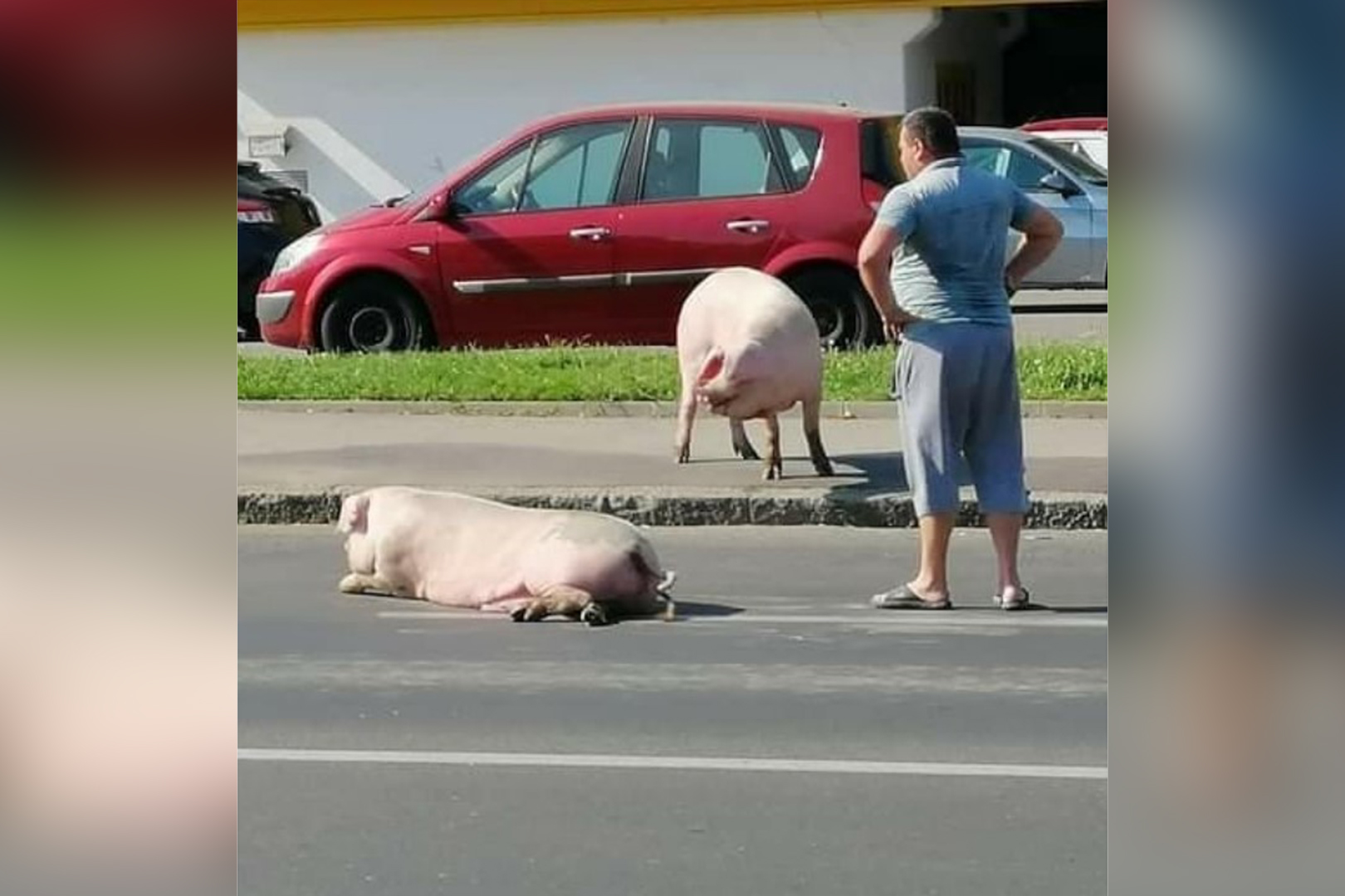 Svinje u Mirijevu Foto: moj_beo_grad