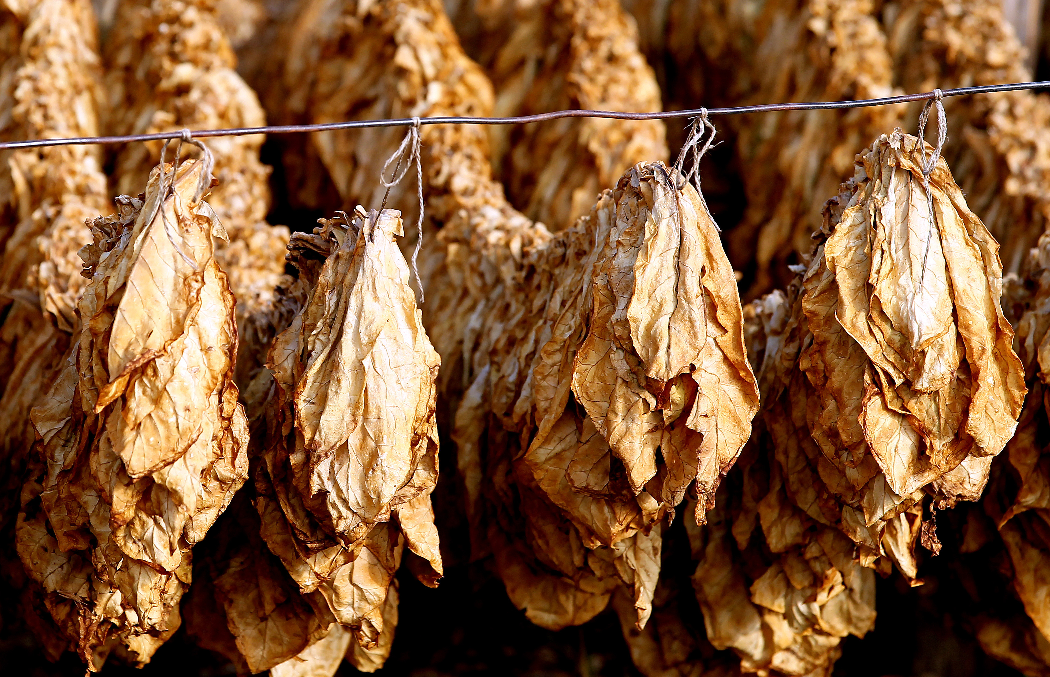 Tobacco Harvest Season in Lebanon