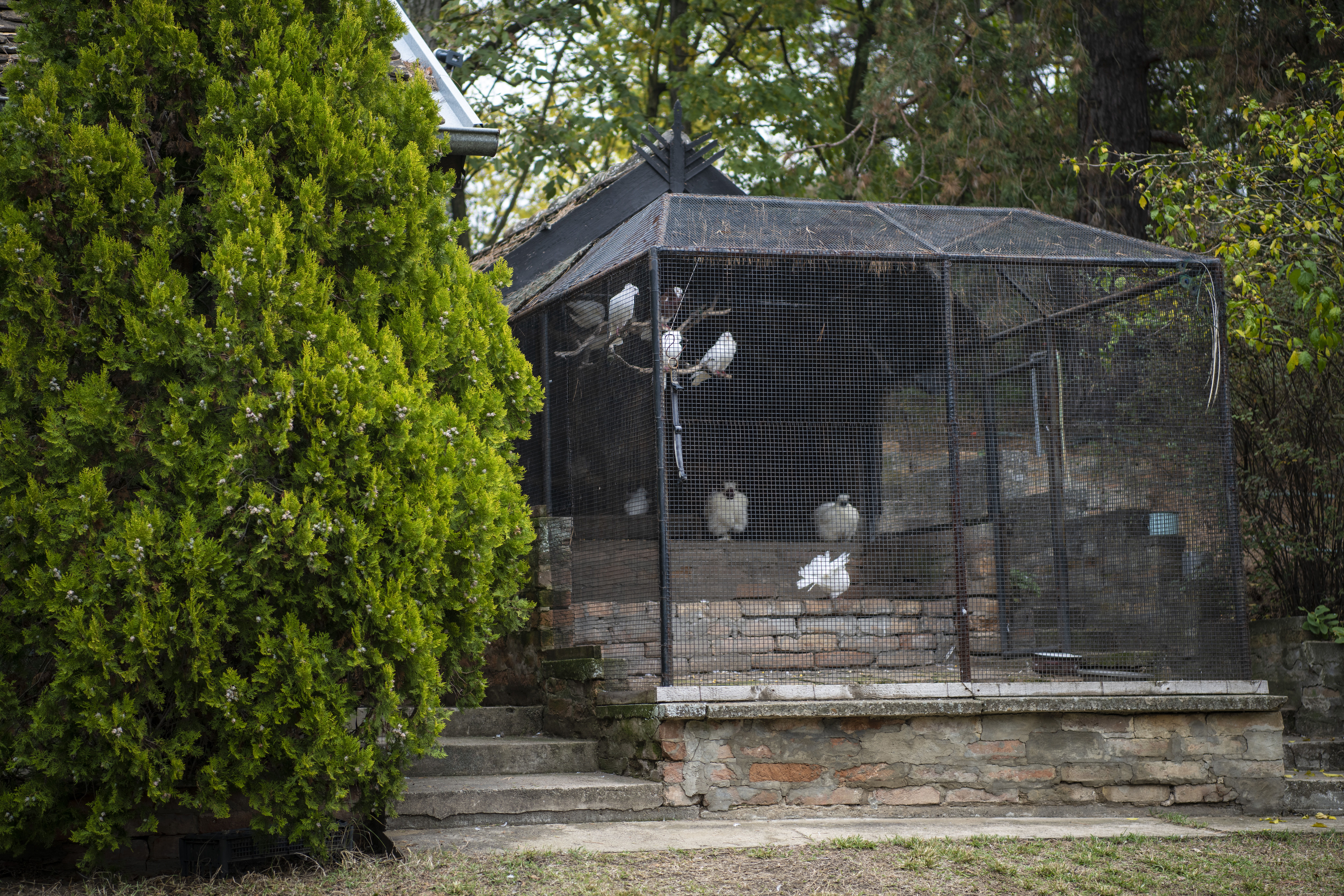 Pančevo, 29.10.2020. Aleksandar Cvetković slikar, intervju i kuća, u gostima kod slikara Aleksandra Cvetkovića, kuća, stan, gajba Foto: Dragan Mujan/Nova.rs