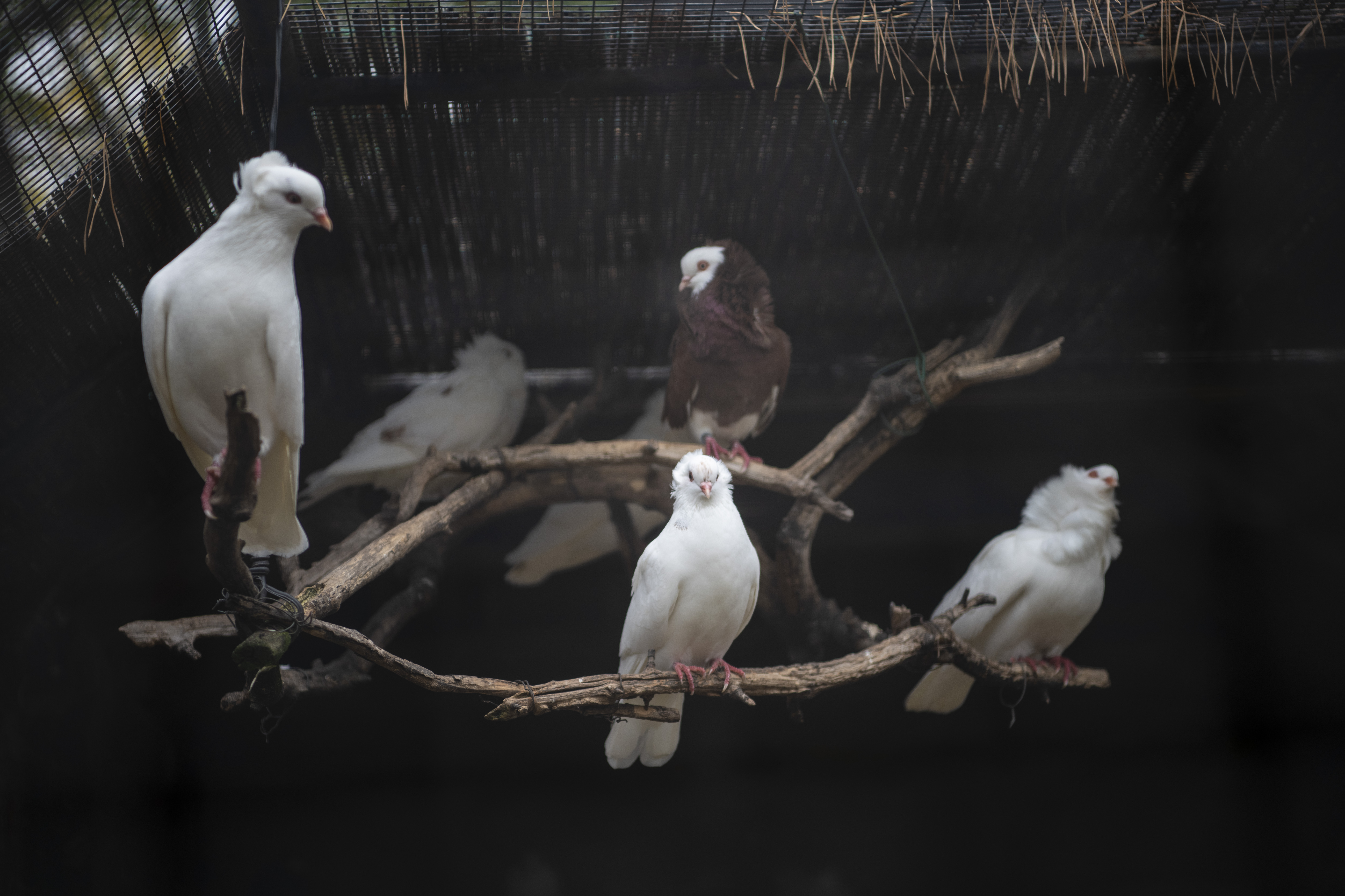 Pančevo, 29.10.2020. Aleksandar Cvetković slikar, intervju i kuća, u gostima kod slikara Aleksandra Cvetkovića, kuća, stan, gajba Foto: Dragan Mujan/Nova.rs