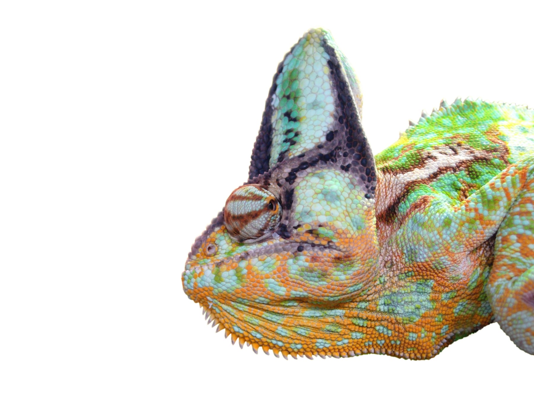 Image: 161755817, License: Royalty-free, Restrictions: , Model Release: no, Credit line: Shotshop GmbH / Alamy / Alamy / Profimedia