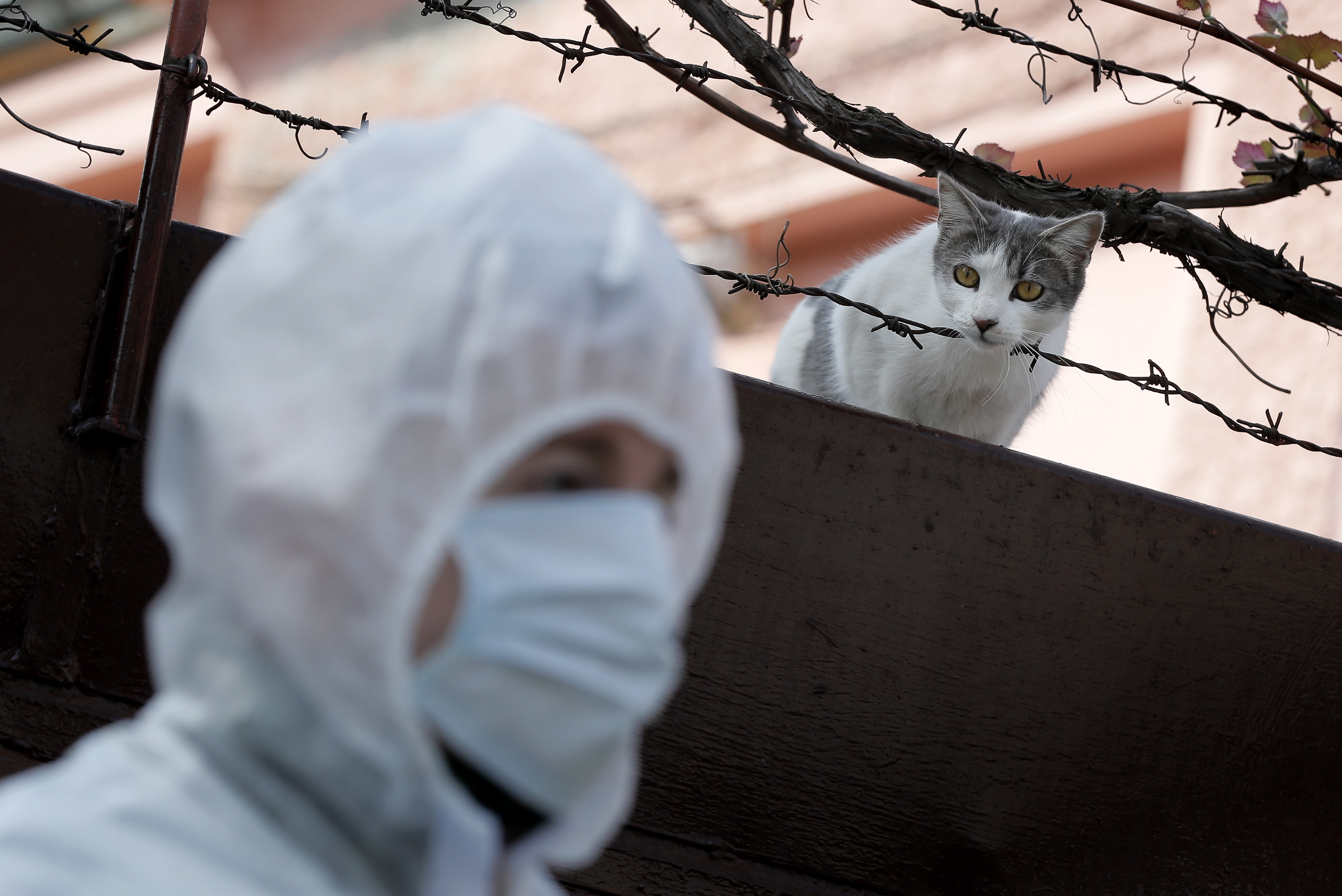 Palm Sunday Holly celebration in Bucharest under coronavirus lockdown