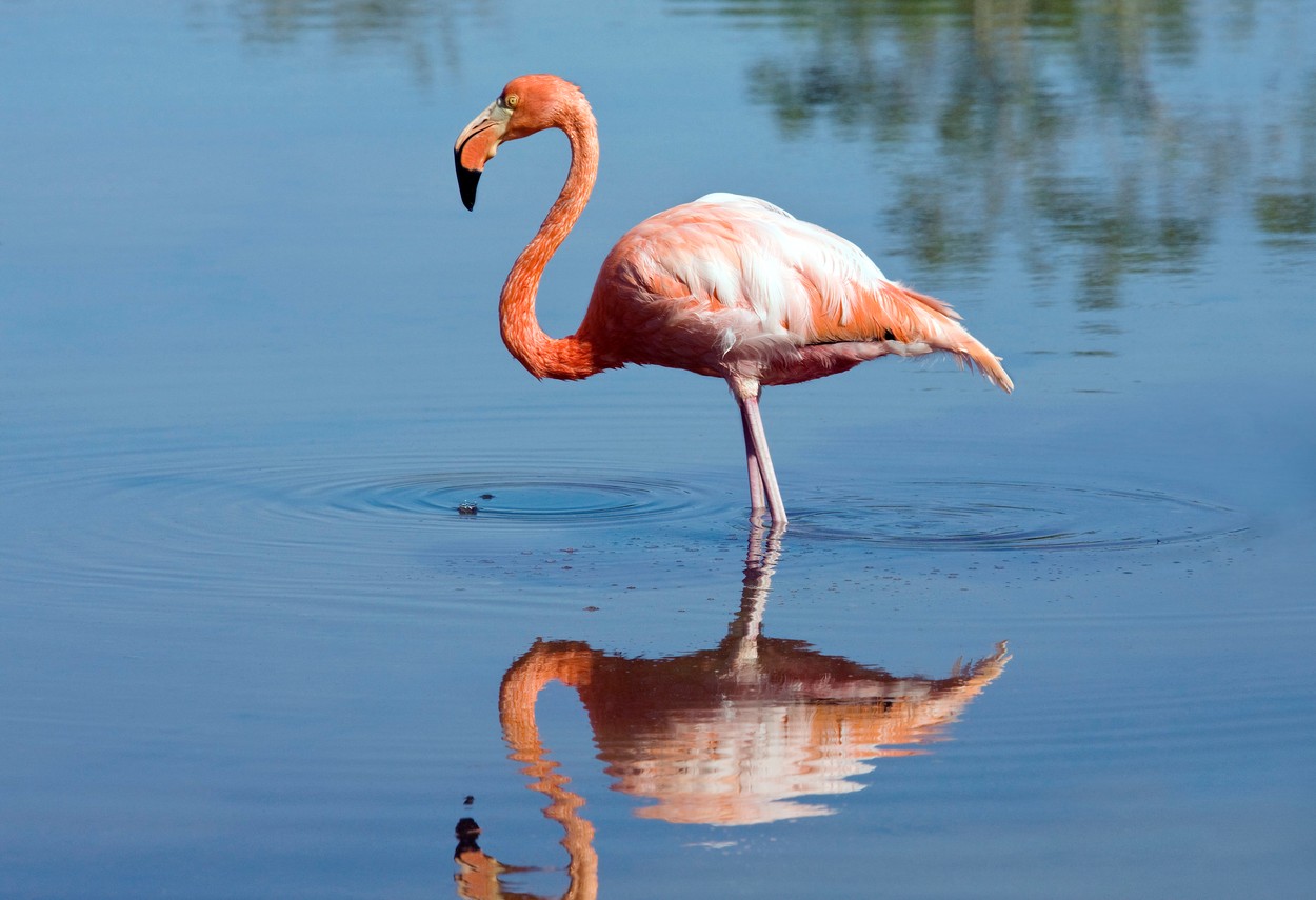 Flamingosi