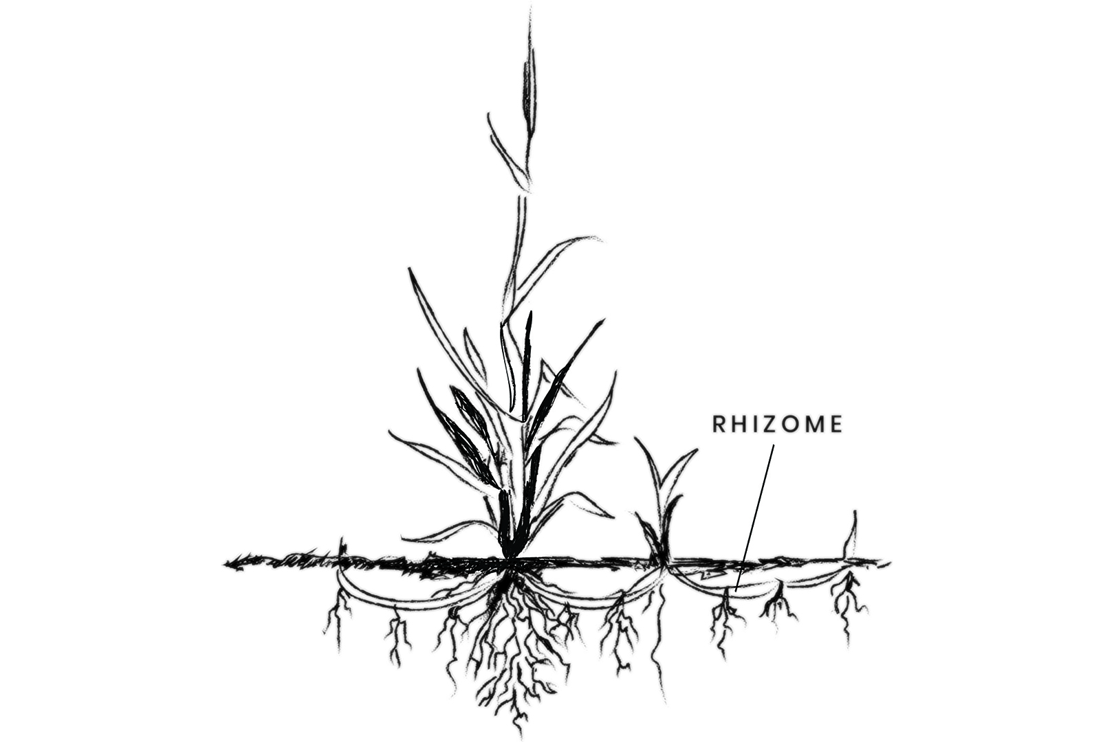Kulturni centar Pančeva - Otvaranje izložbe Rizom: Ženske poetike prostora, pripadanja i uzemljenja u Pančevu