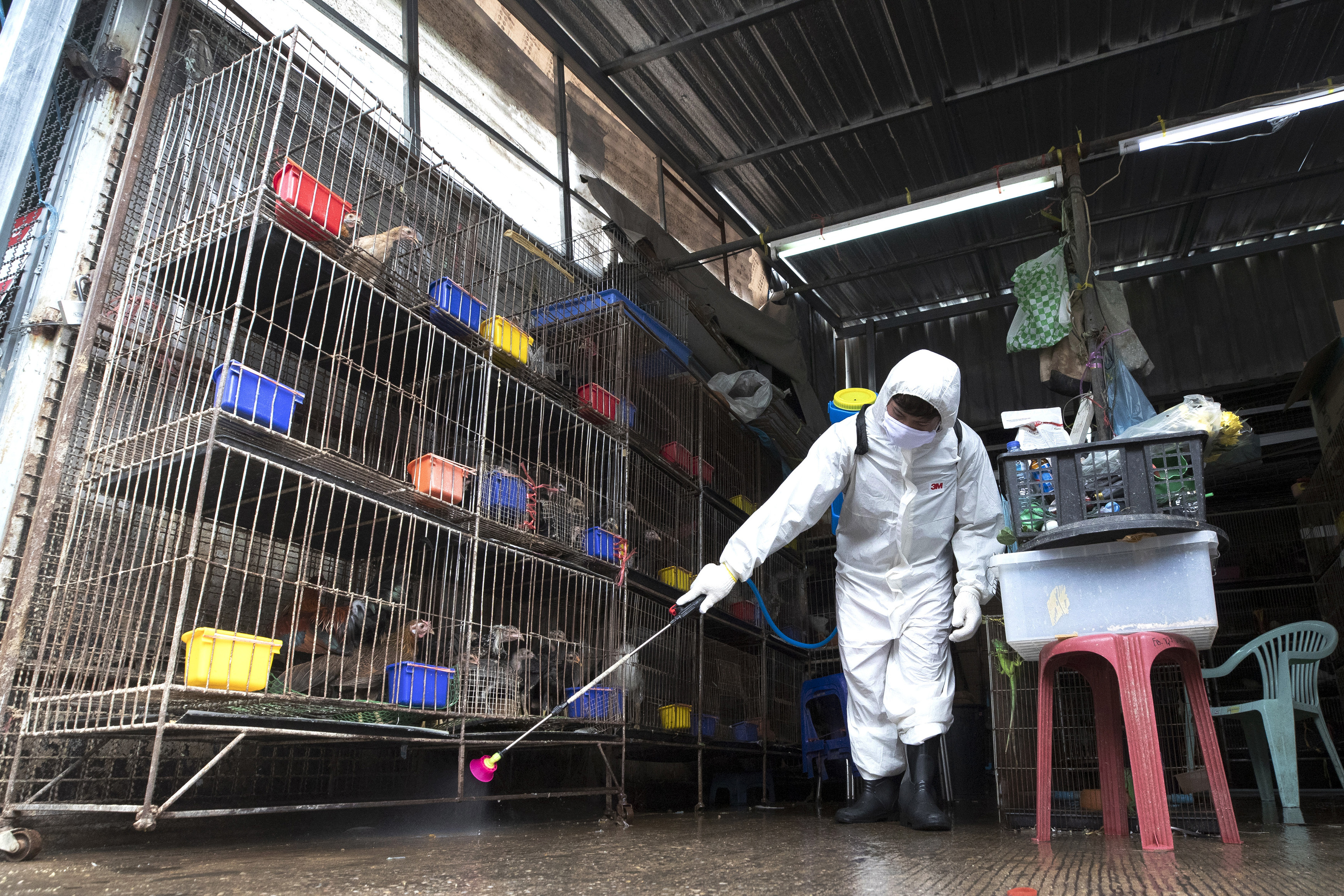 Virus Outbreak Thailand