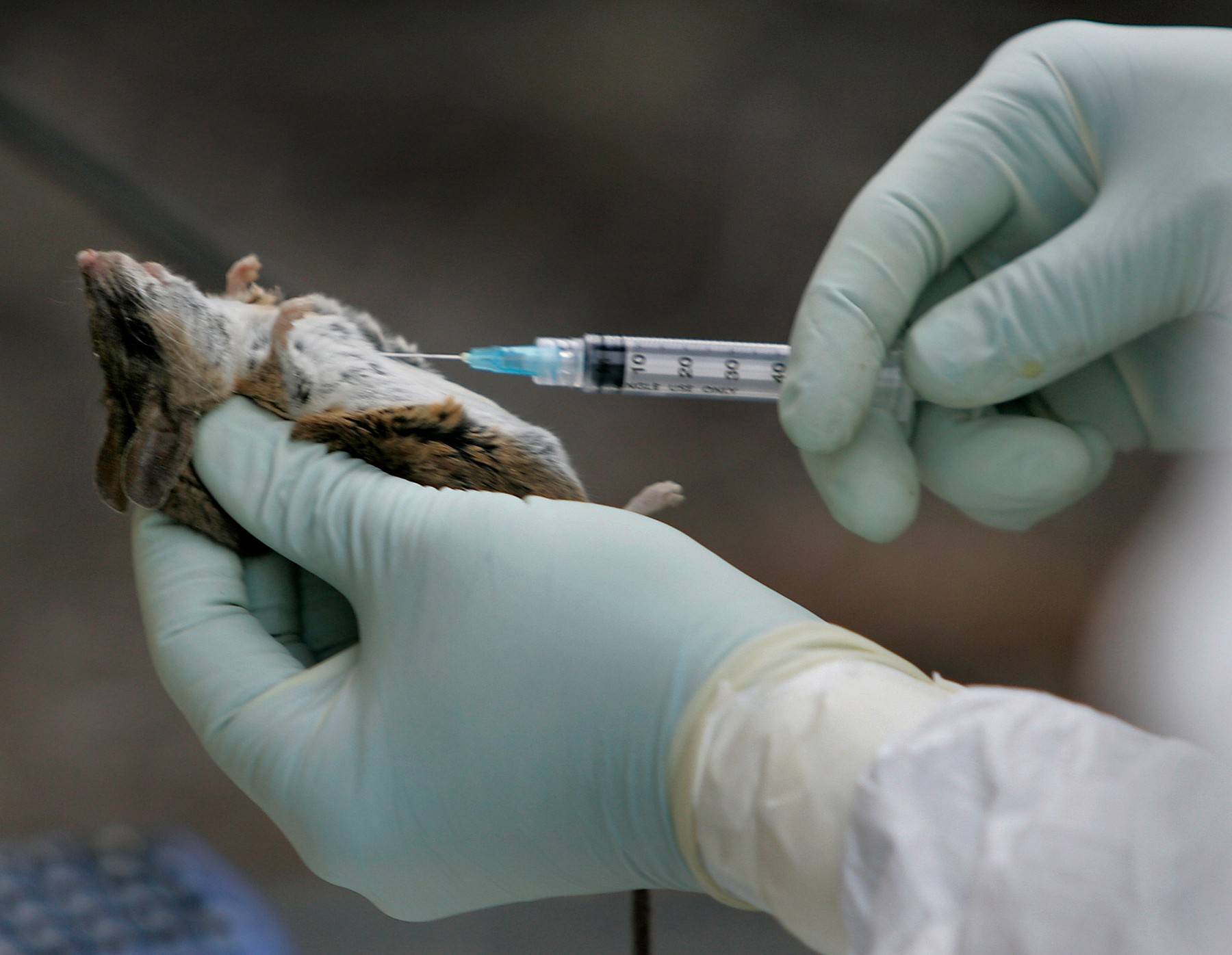 Wild Mice Test Positive for Hantavirus in San Diego