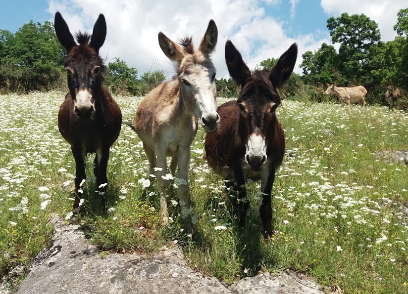 Sergej Ivanov, magareća farma, prosledila Nevena Dimitrijević