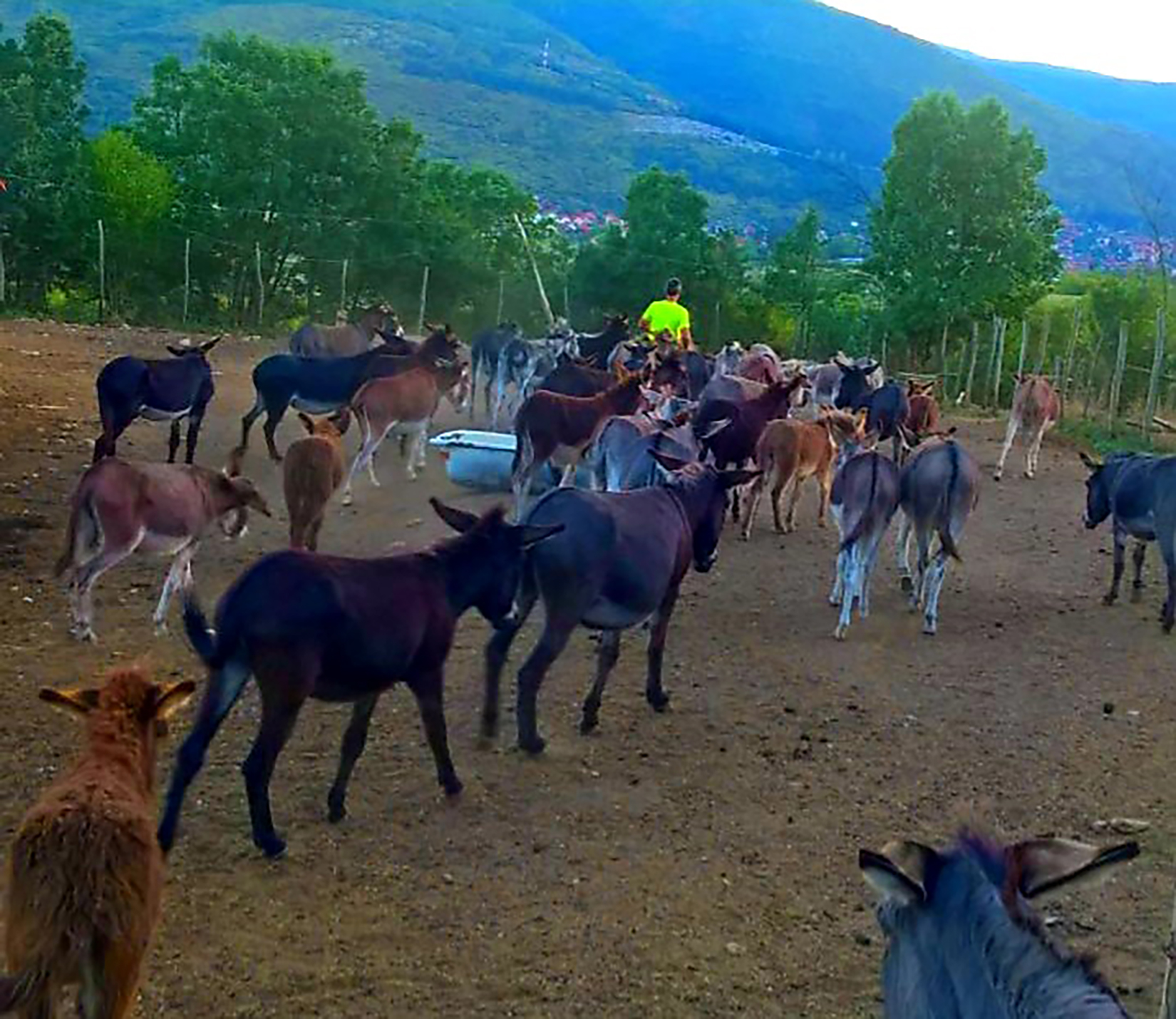 Sergej Ivanov, magareća farma, prosledila Nevena Dimitrijević