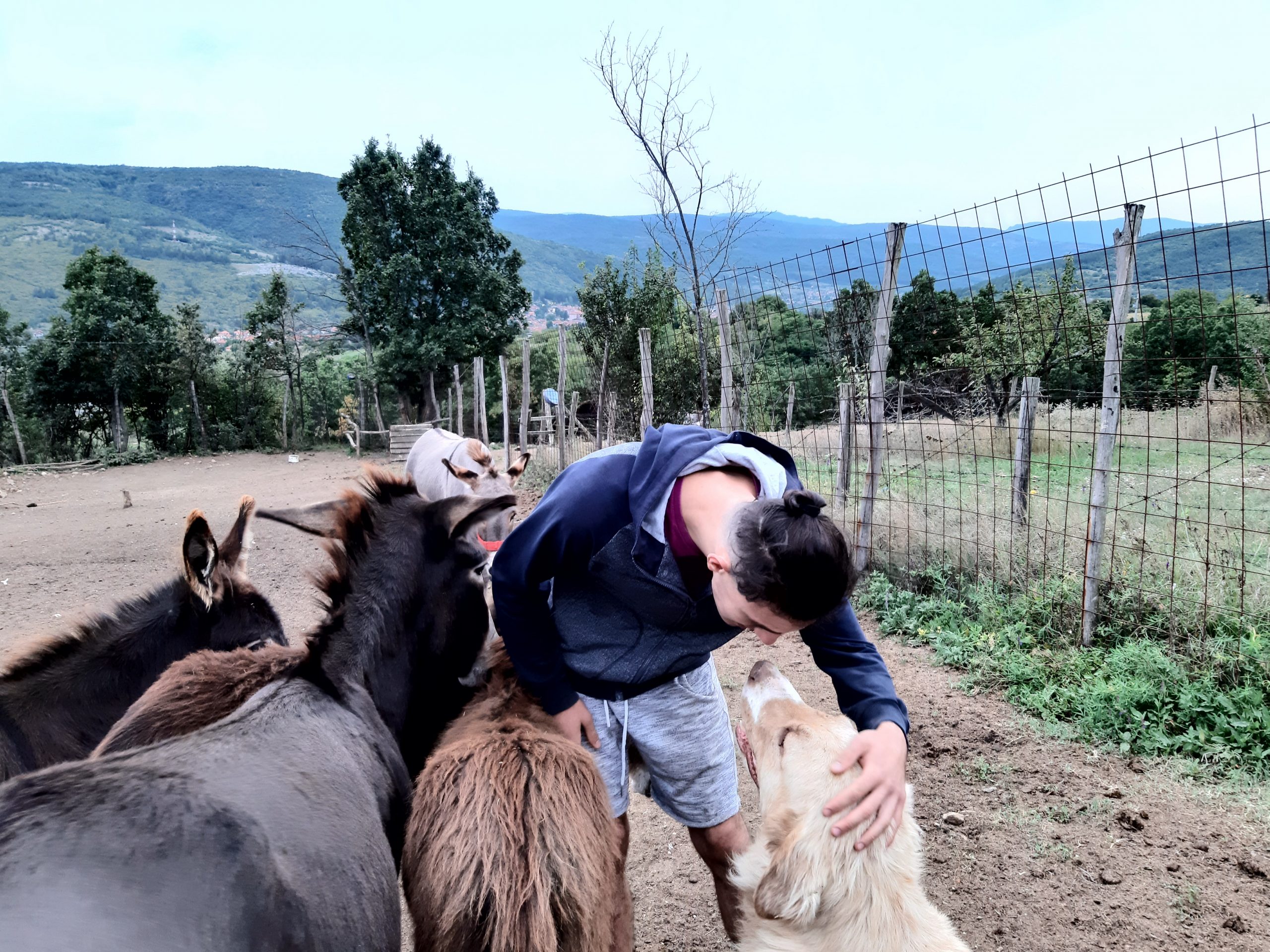 Sergej Ivanov, magareća farma, prosledila Nevena Dimitrijević