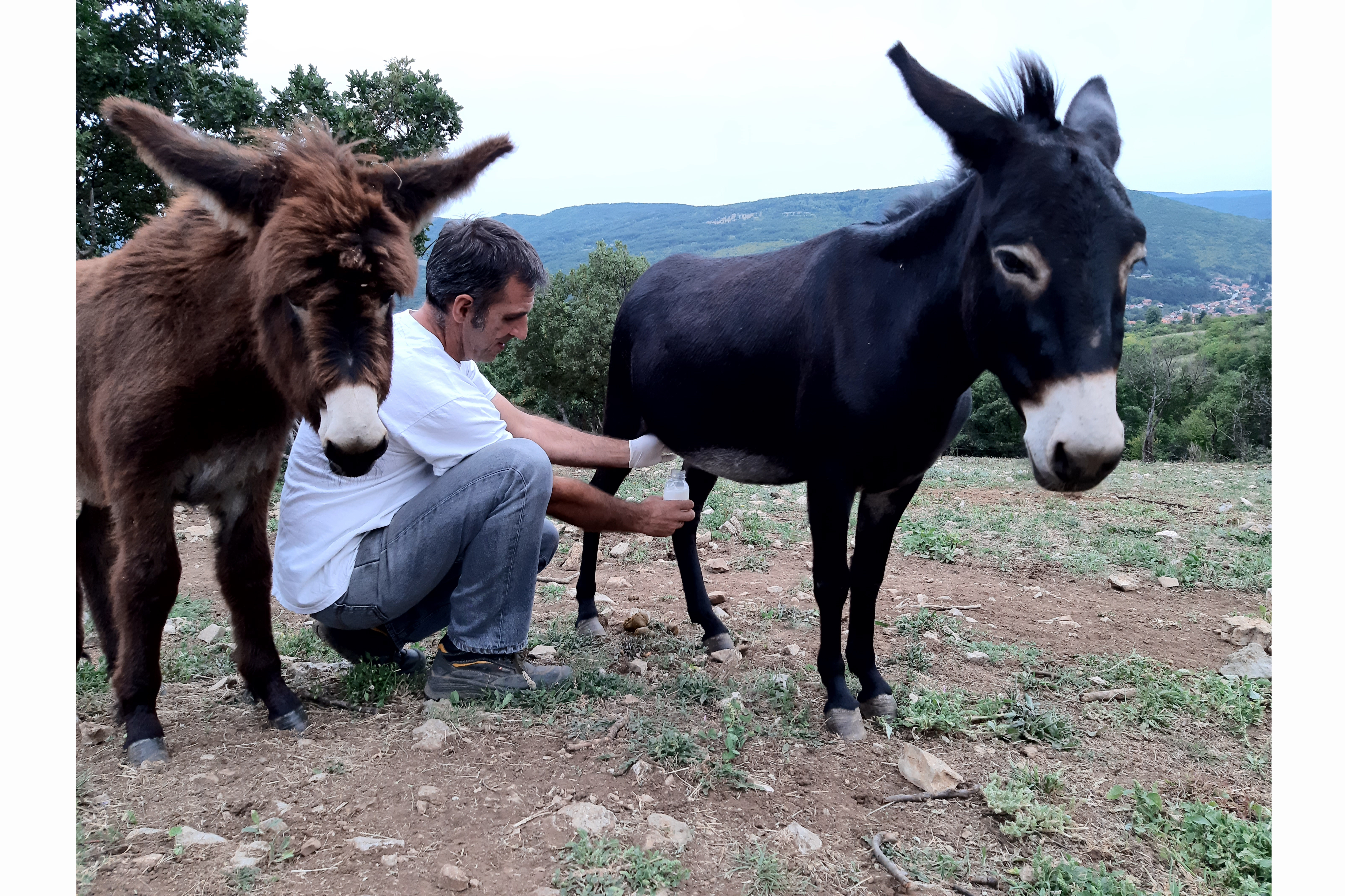 Sergej Ivanov, magareća farma, prosledila Nevena Dimitrijević