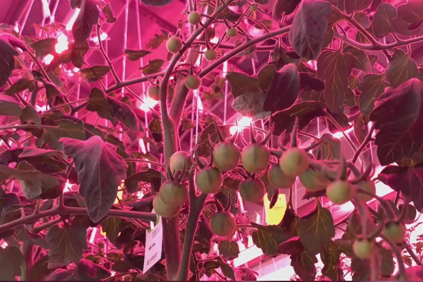 Paradajz, Gugenhajm muzej