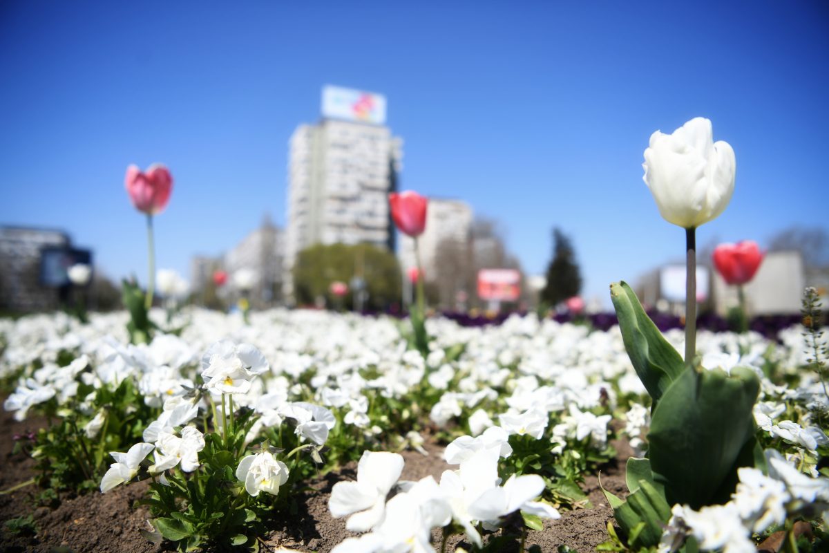 Beograd 08.04.2020. Prolece, cvece, Novi Beograd, lepo vreme
