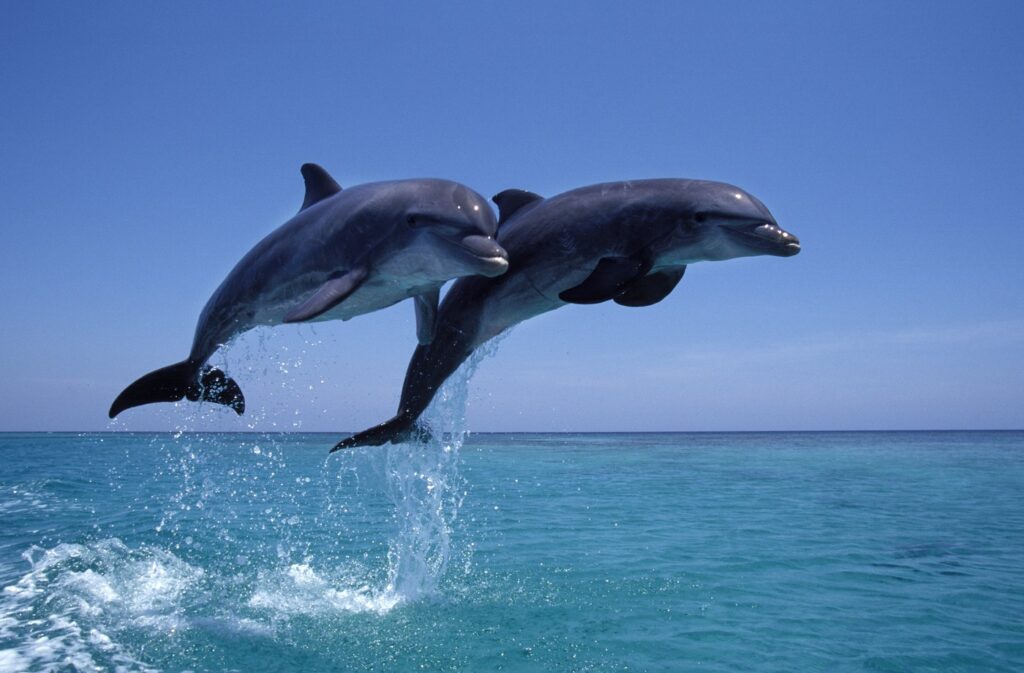 Bottlenose dolphin.Tursiops truncatus.Carribean. Off Roatan Island, Honduras, Central America,Image: 945764927, License: Rights-managed, Restrictions: , Model Release: no, Credit line: Francois Gohier / VWPics / Profimedia
