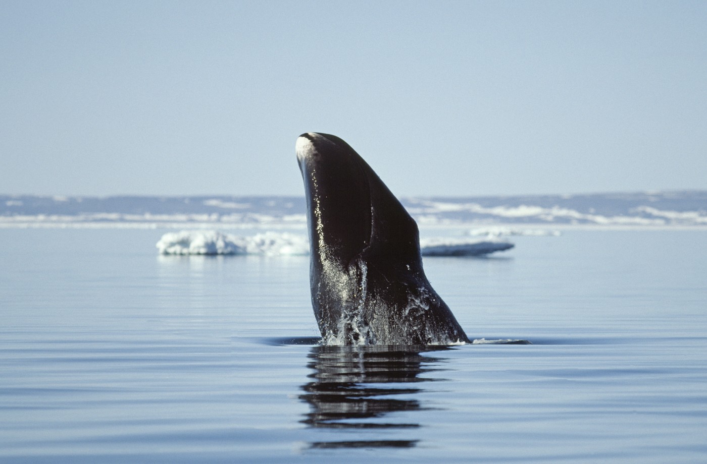 Bowhead Whale (Balaena mysticetus) breaching. Canada Igloolik,Image: 962430625, License: Rights-managed, Restrictions: No, 0, Model Release: no, Credit line: Kelvin Aitken / VWPics / Profimedia