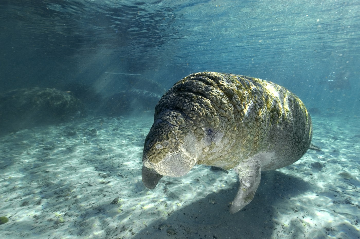 Young Florida manatee, Trichechus manatus latirostrus, Crystal River, Florida, USA,Image: 952259035, License: Rights-managed, Restrictions: No, 0, Model Release: no, Credit line: Andre Seale / VWPics / Profimedia