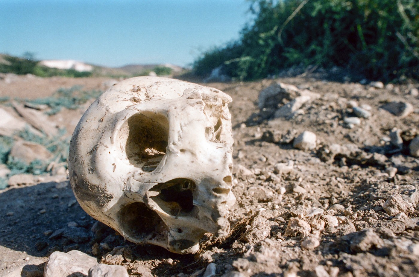 Skull laying on ground in Haiti.,Image: 945835264, License: Rights-managed, Restrictions: , Model Release: no, Credit line: Edwin Remsberg / VWPics / Profimedia