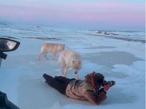 Arktički vuk prilazi fotografu