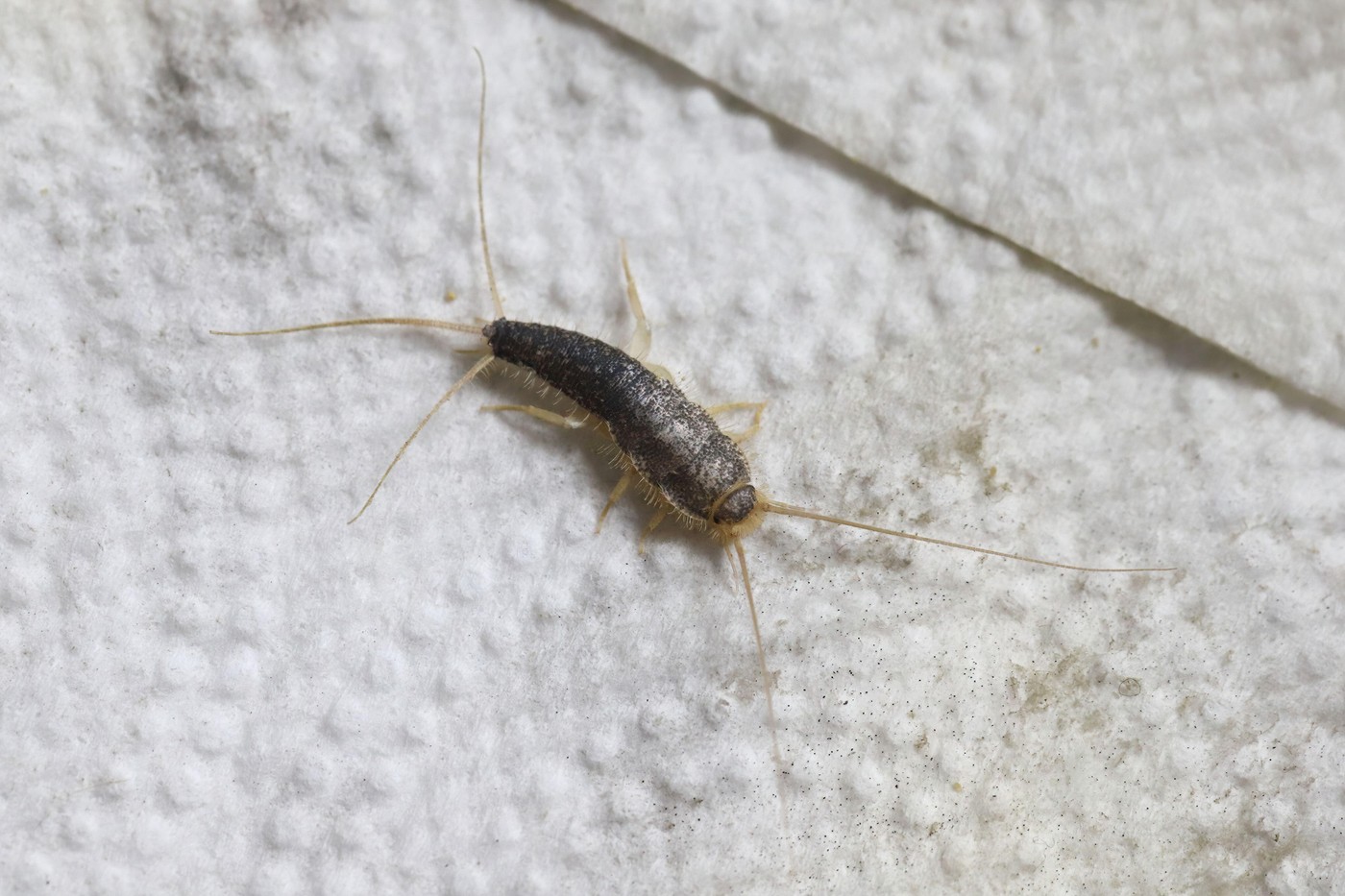 Paperfish, Ctenolepisma longicaudatum on a paper towel.,Image: 1038794618, License: Royalty-free, Restrictions: , Model Release: no, Credit line: Tomasz Klejdysz / Alamy / Profimedia