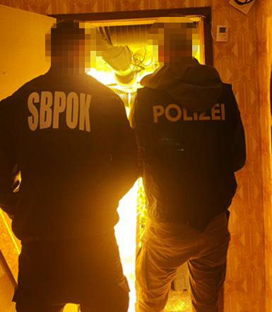 Marihuana, trava, droga, zaplena, plantaža