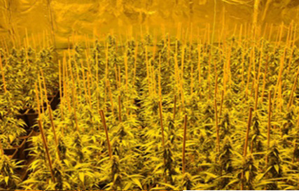 Marihuana, trava, droga, zaplena, plantaža