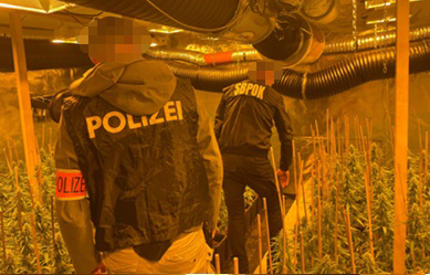 Marihuana, trava, droga, zaplena, plantaža