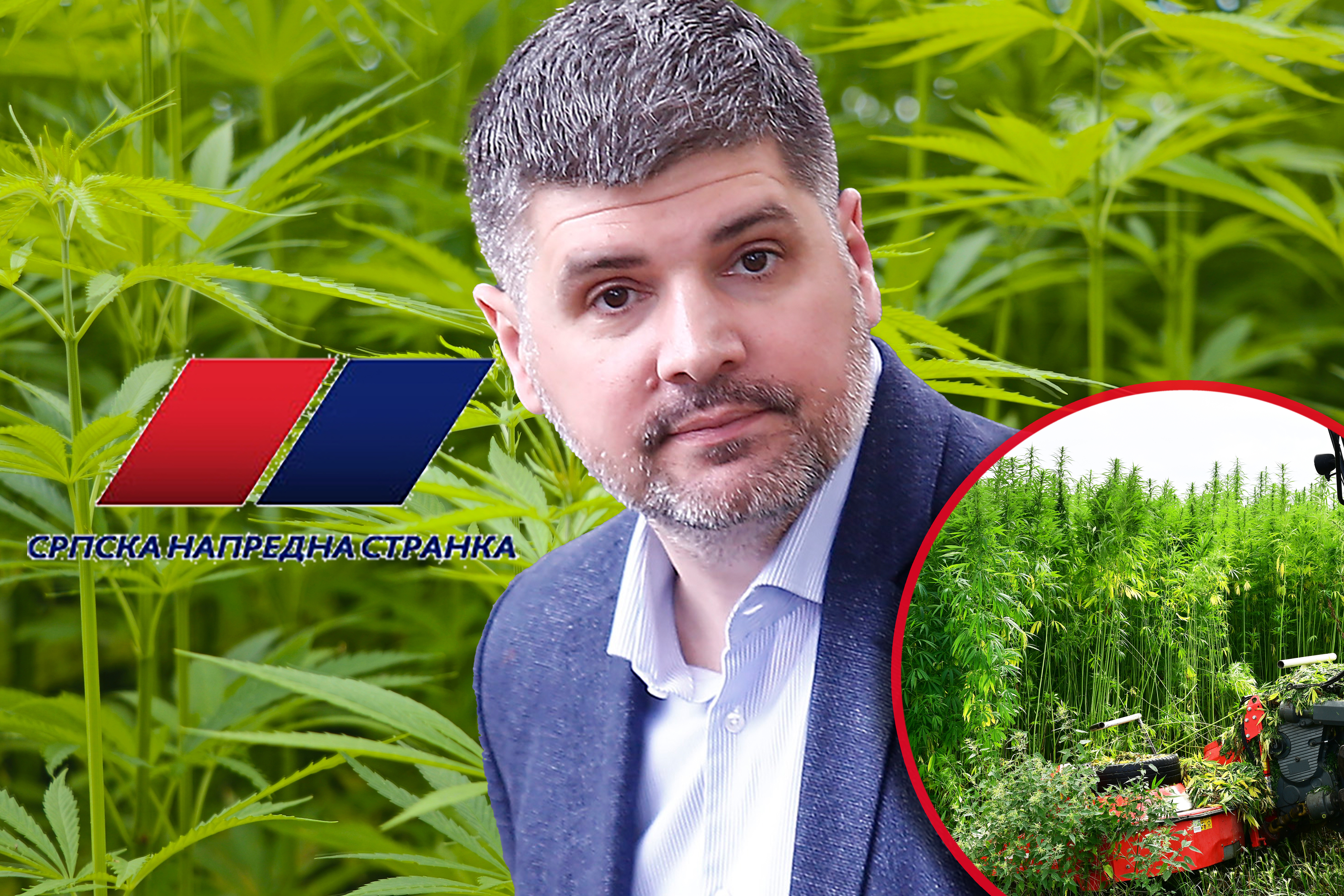 plantaža marihuane, plus Predrag Koluvija, plus logo SNS SNS montira Koluviju da preuzme sve poslove sa indijskom konopljom u Srbiji