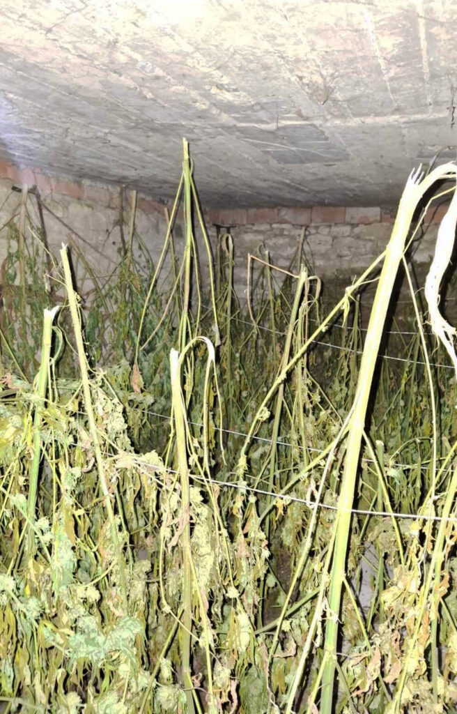 zaplena droge marihuana
