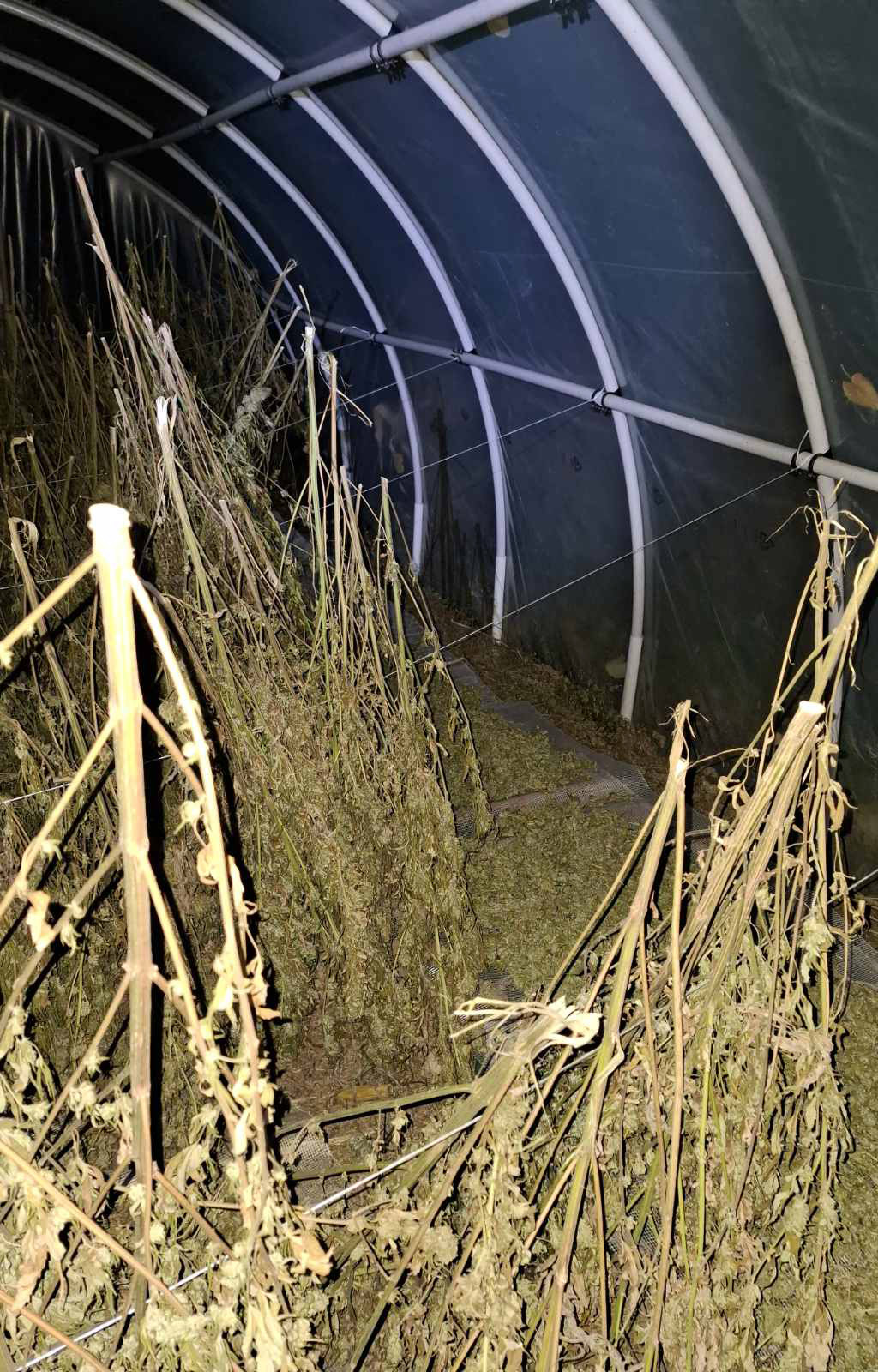 Zaplena 356 kg marihuane