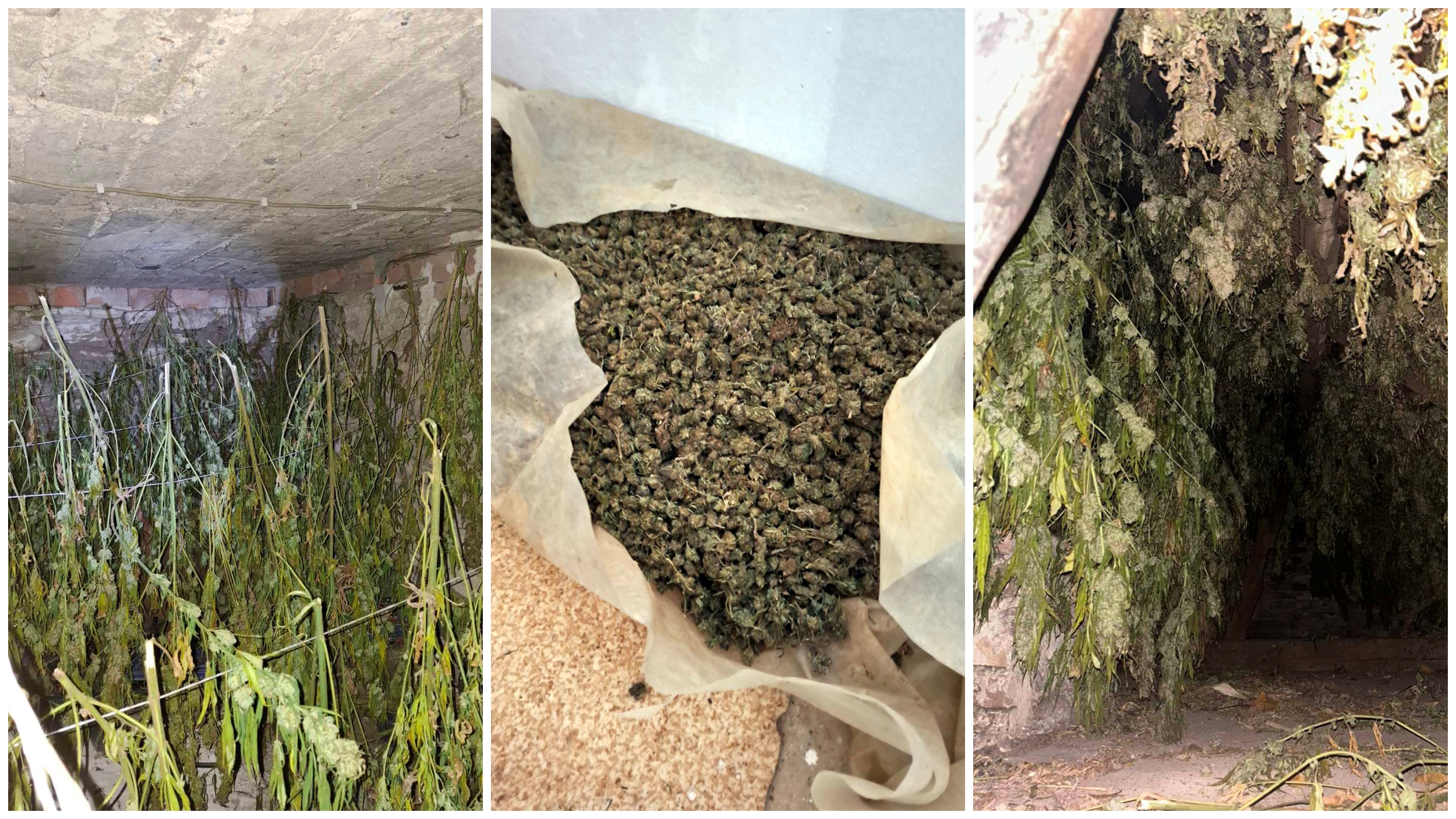 Zaplena 356 kg marihuane