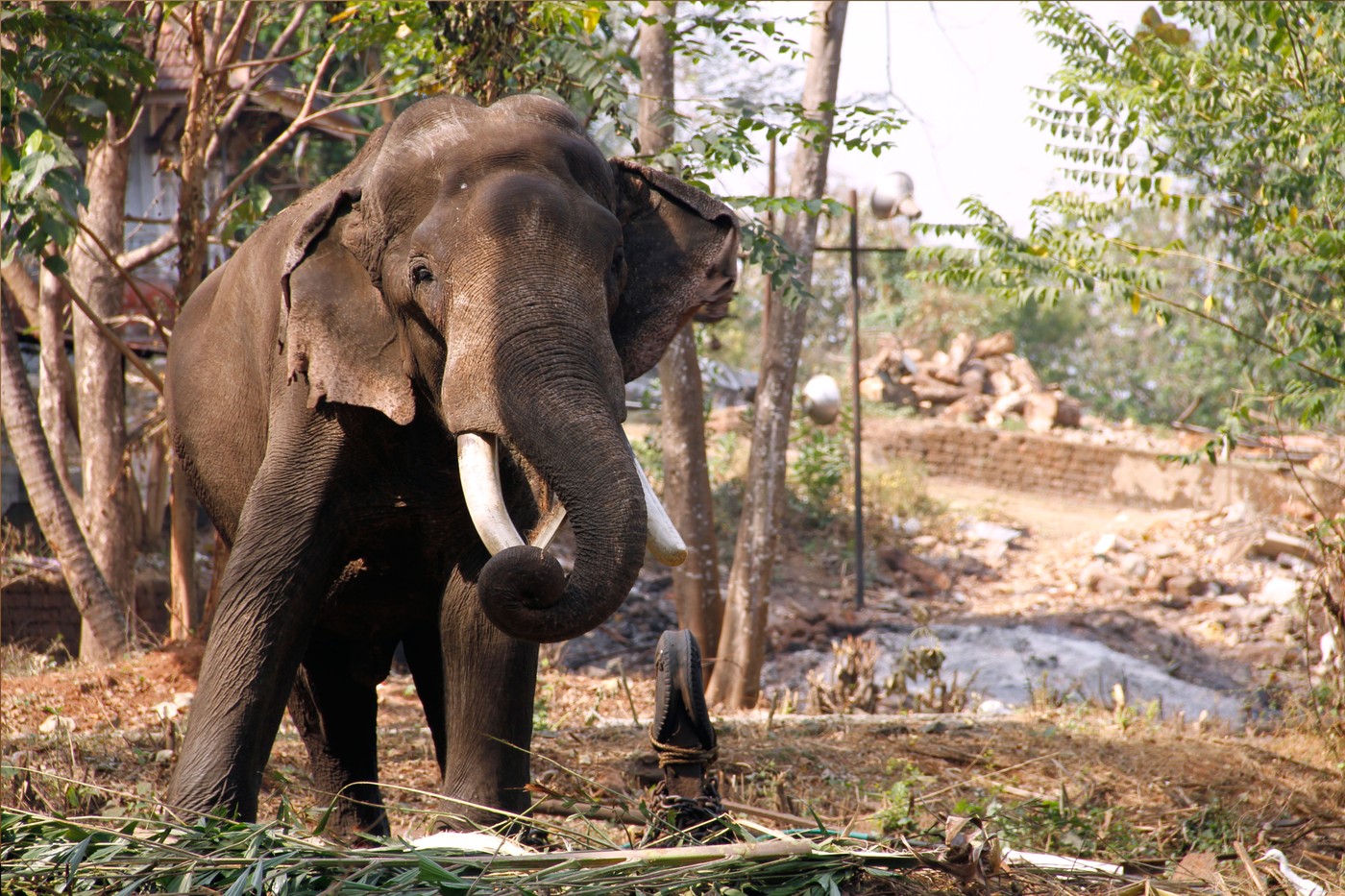 An elephant in Thrissur,Image: 124659543, License: Royalty-free, Restrictions: , Model Release: no, Credit line: Rahul VR / Alamy / Profimedia