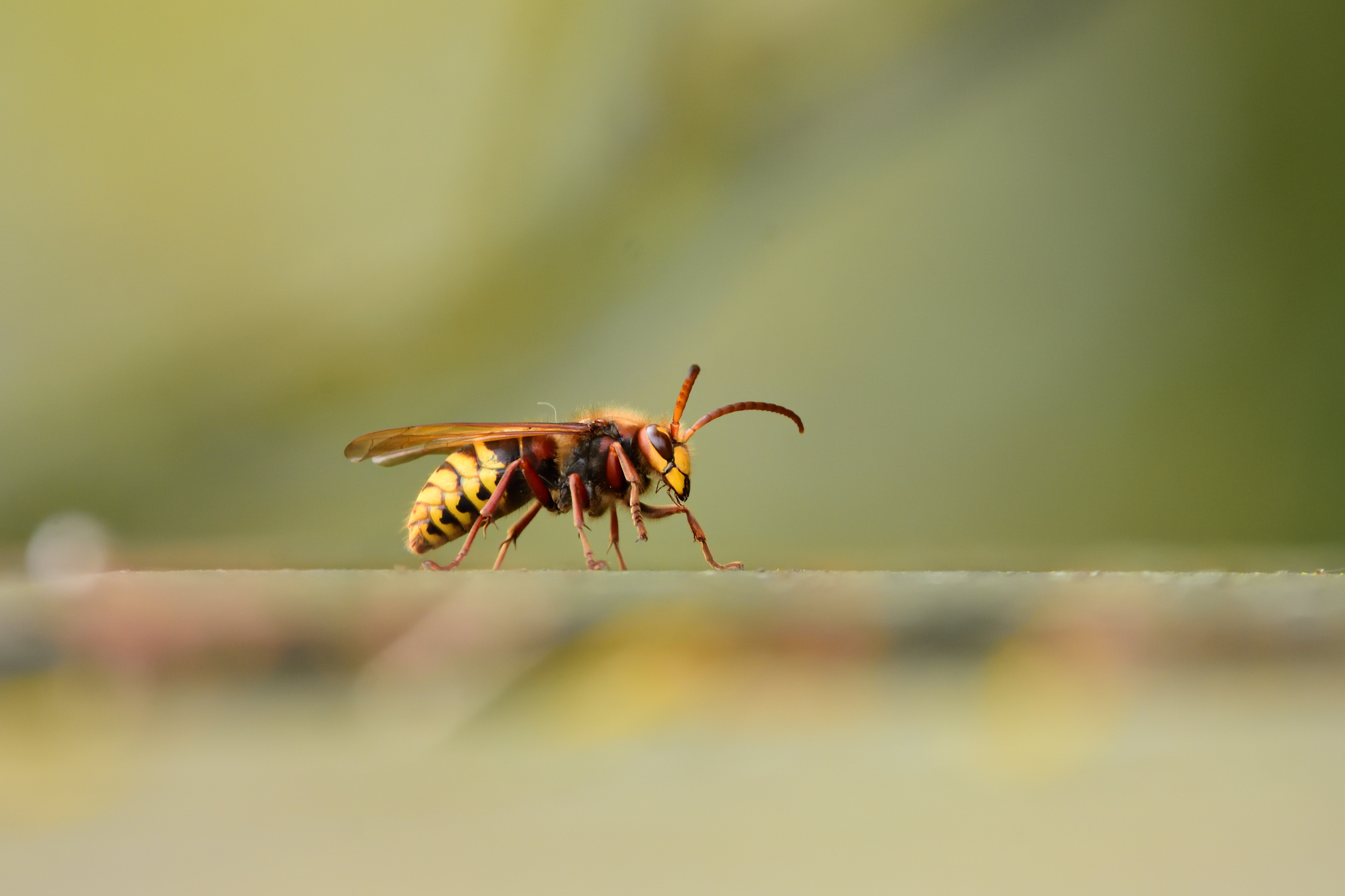 Isolated,Specimen,Of,Hornet,(vespidae,Family),,Photographed,With,Telephoto,Zoom