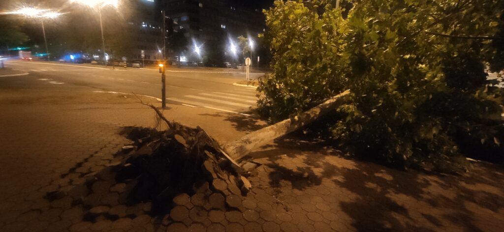 nevreme, novi beograd, iščupano drvo