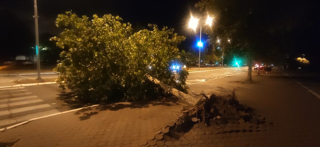 nevreme, novi beograd, iščupano drvo