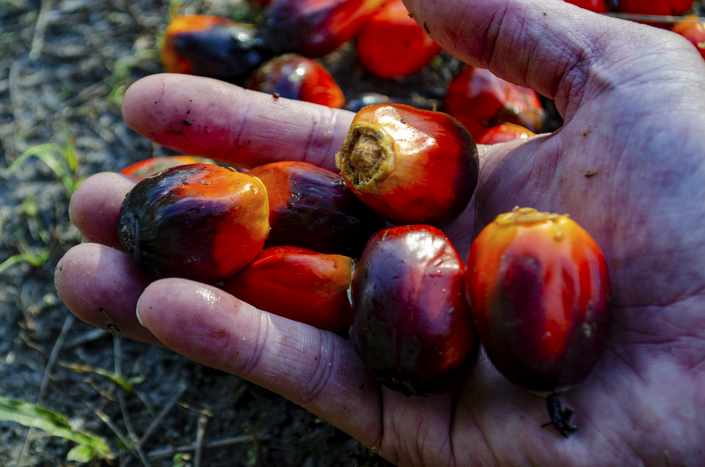 Close up of a hand holding ripe red oil palm fruitlets after harvest in tropical plantation light. Plantation concept,Image: 1063670239, License: Royalty-free, Restrictions: , Model Release: no, Credit line: Jerome Maurice / imageBROKER / Profimedia