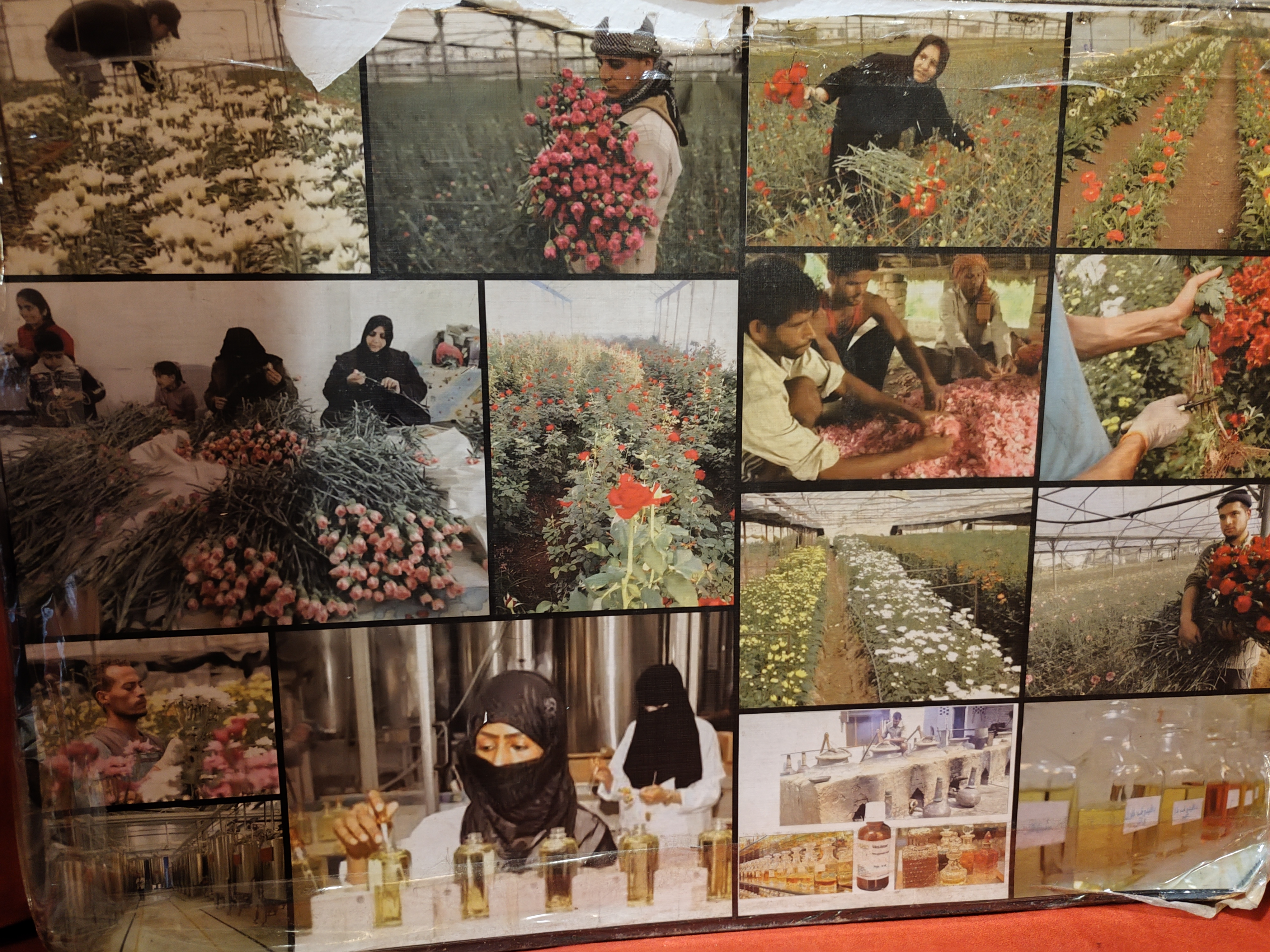 Proces proizvodnje parfema u beduinskoj zajednici