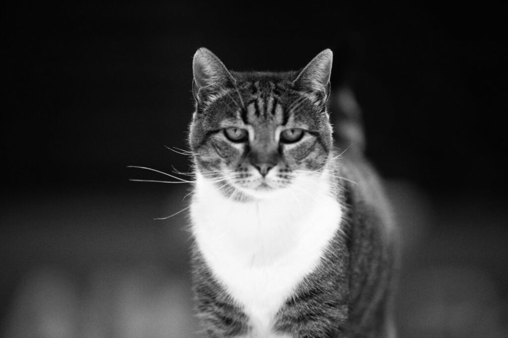 Mačka Ljubica, zvezda dvorane Pionir