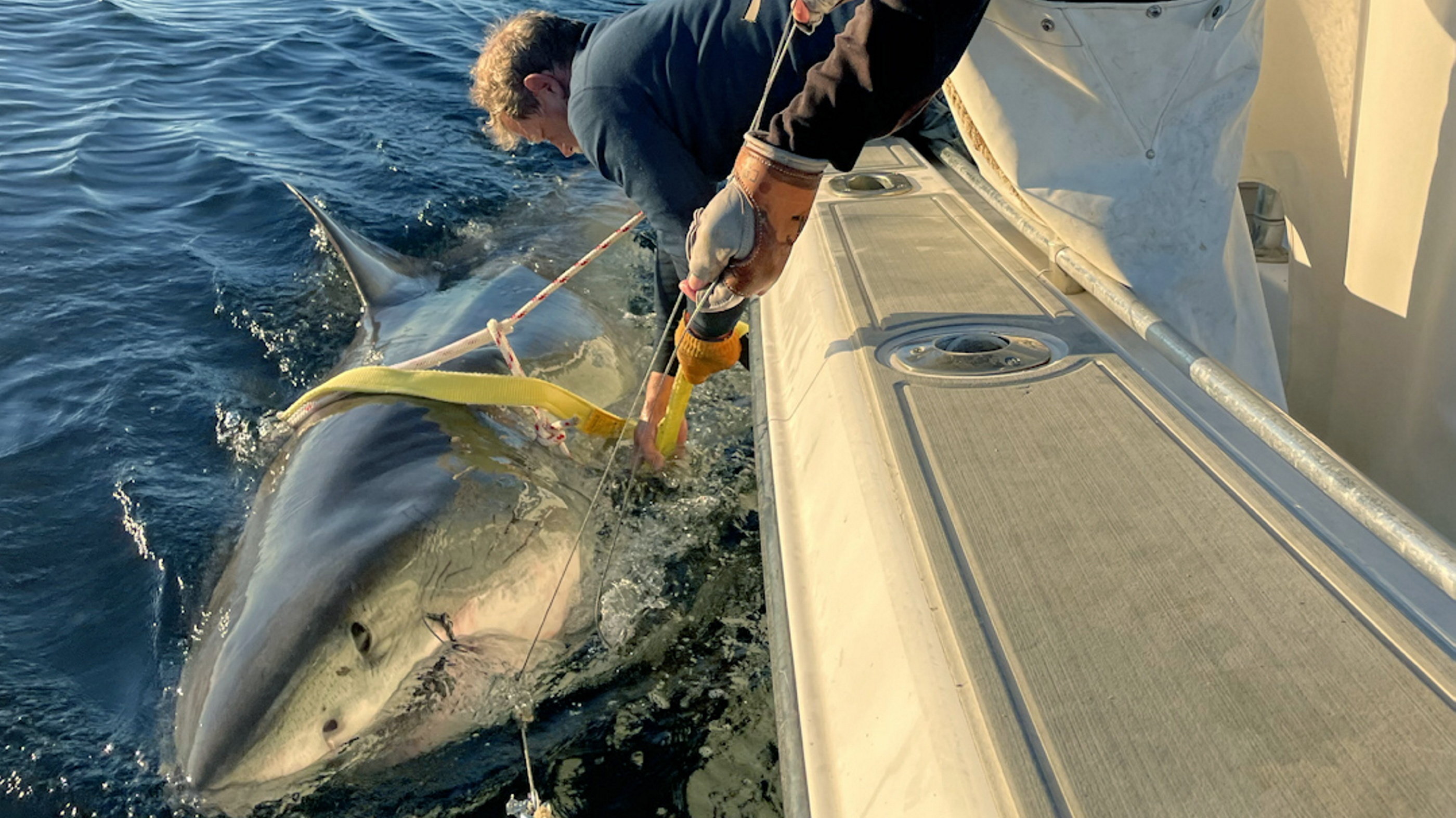Contender, the 14ft, great white shark. //  The largest male white shark ever recorded