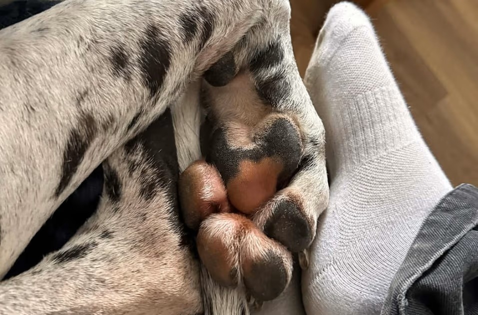 Alis i njen veliki pas