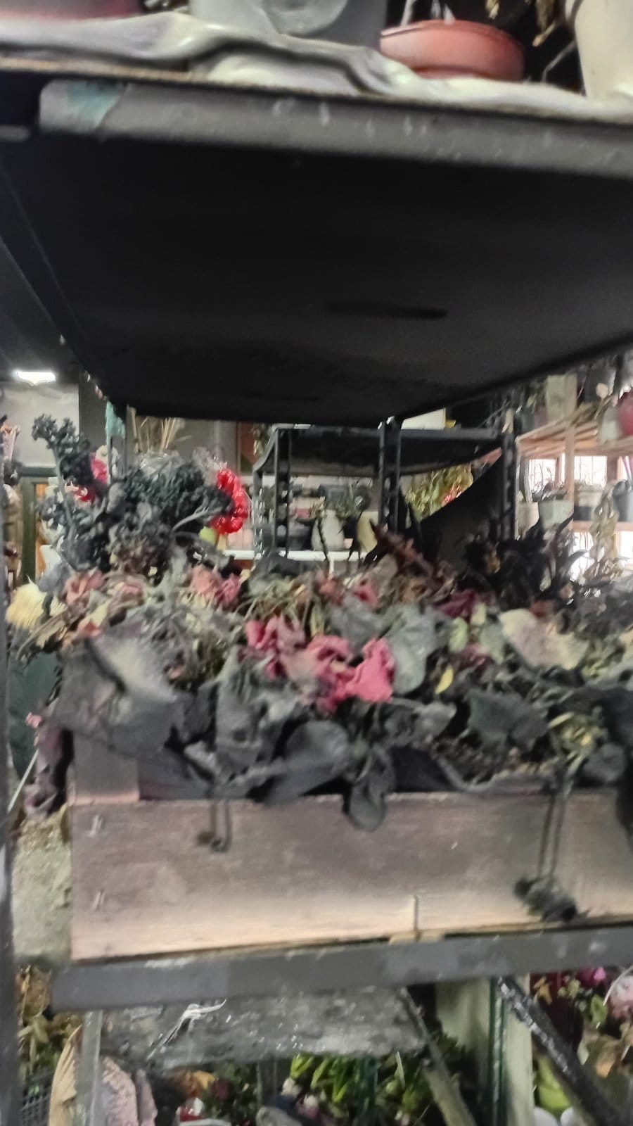 cvecara imela Foto  (11).jpeg