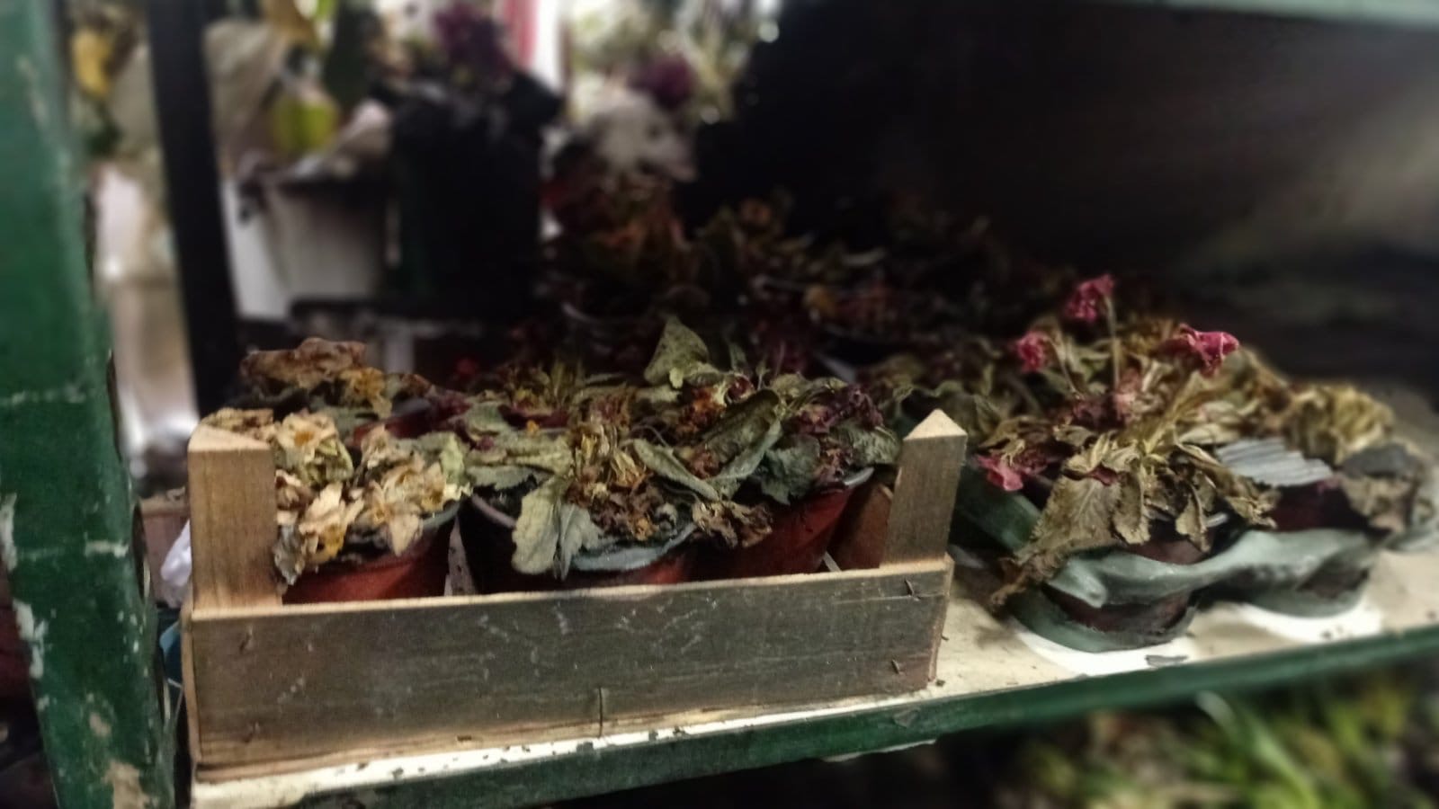 cvecara imela Foto  (7).jpeg