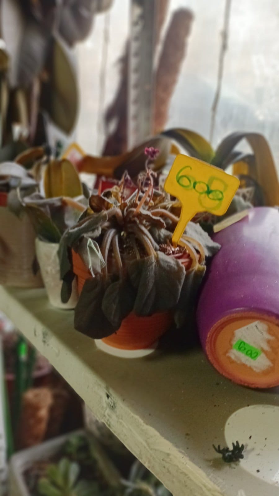 cvecara imela Foto  (3).jpeg