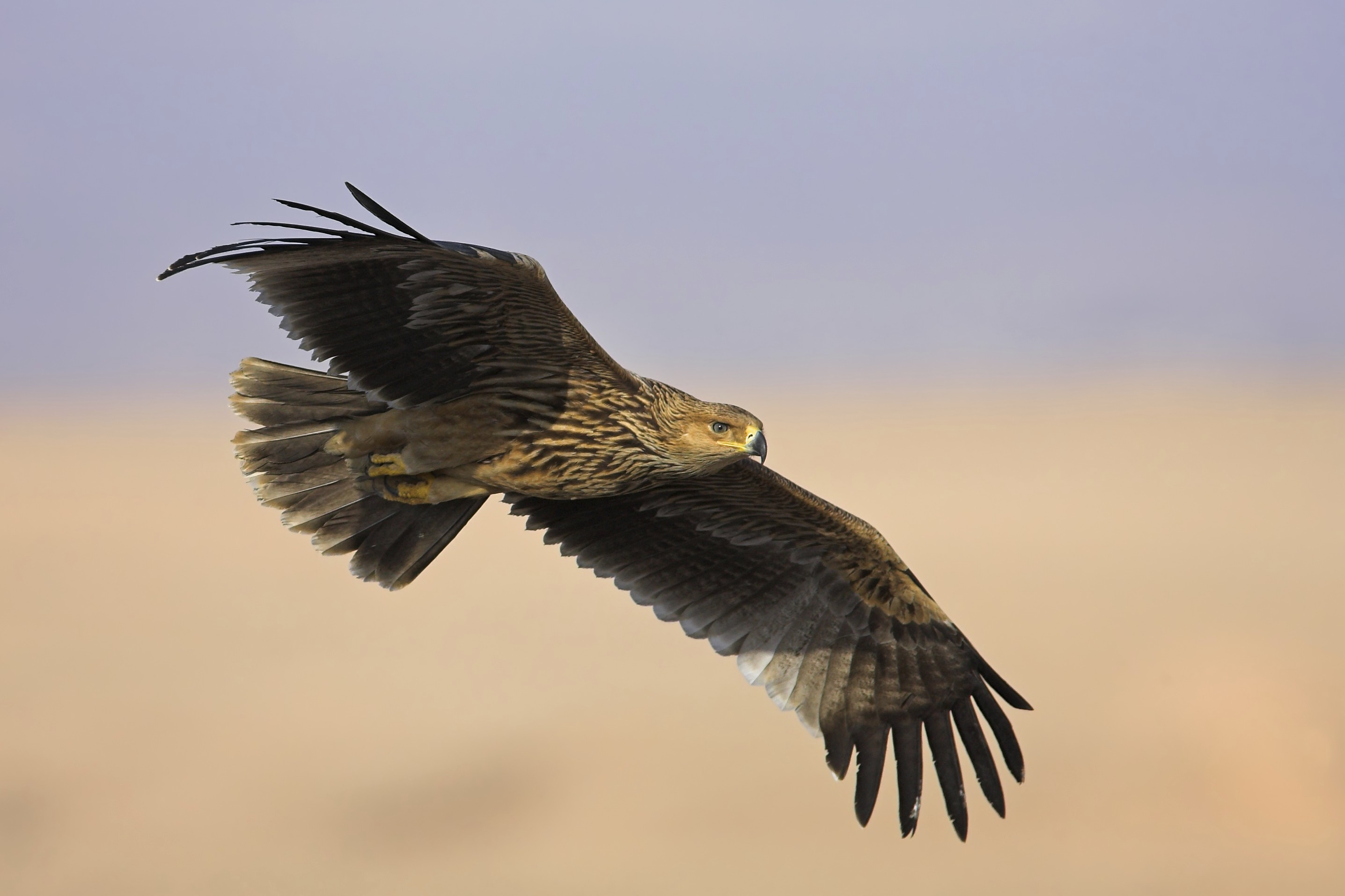 Eastern Imperial Eagle (Aquila heliaca) flying, Oman, Asia,Image: 1003202933, License: Rights-managed, Restrictions: , Model Release: no, Credit line: BIA / imageBROKER / Profimedia