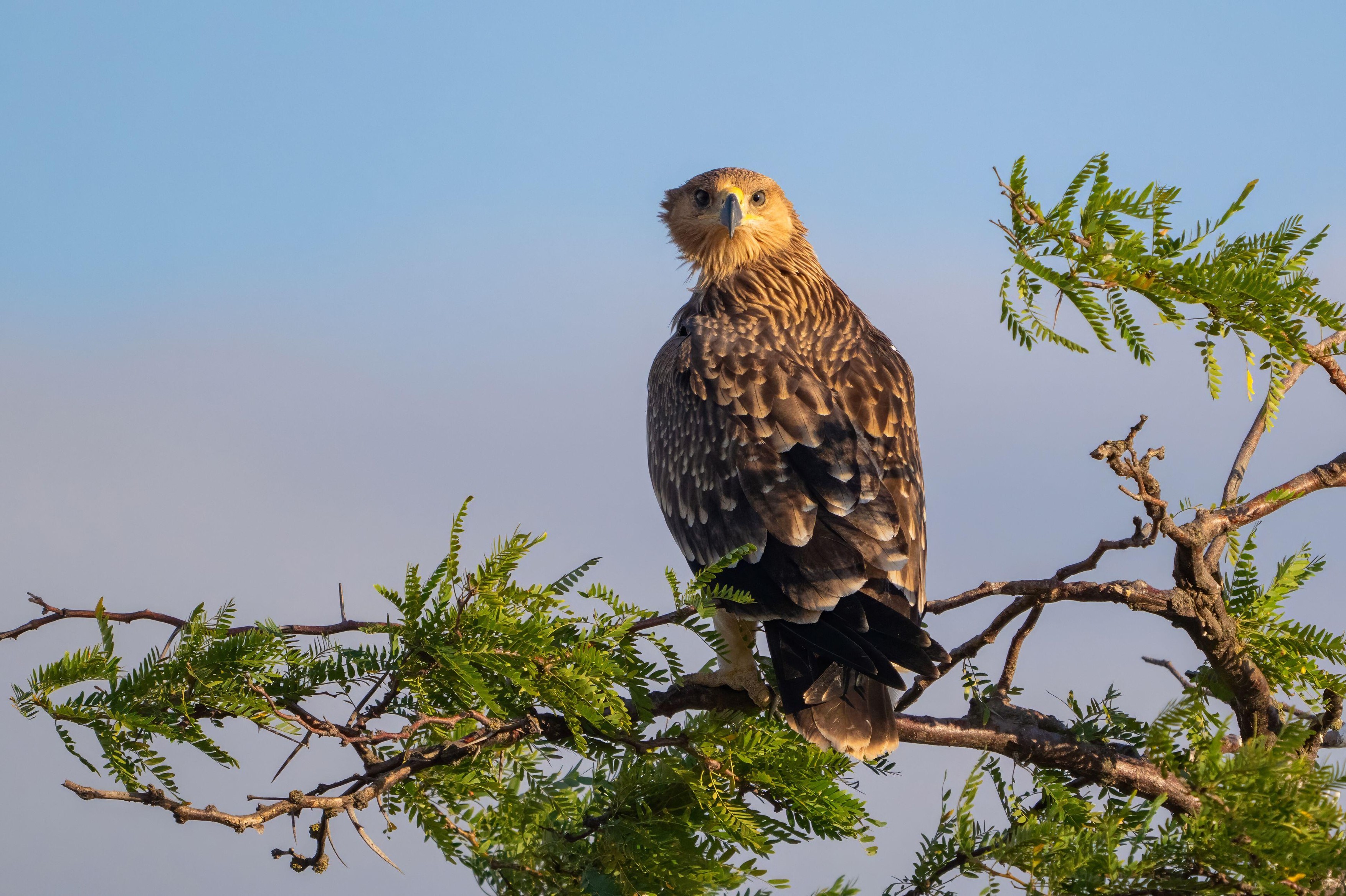 Image: 1038314518, License: Royalty-free, Restrictions: , Model Release: no, Credit line: Wildlife World / Alamy / Profimedia