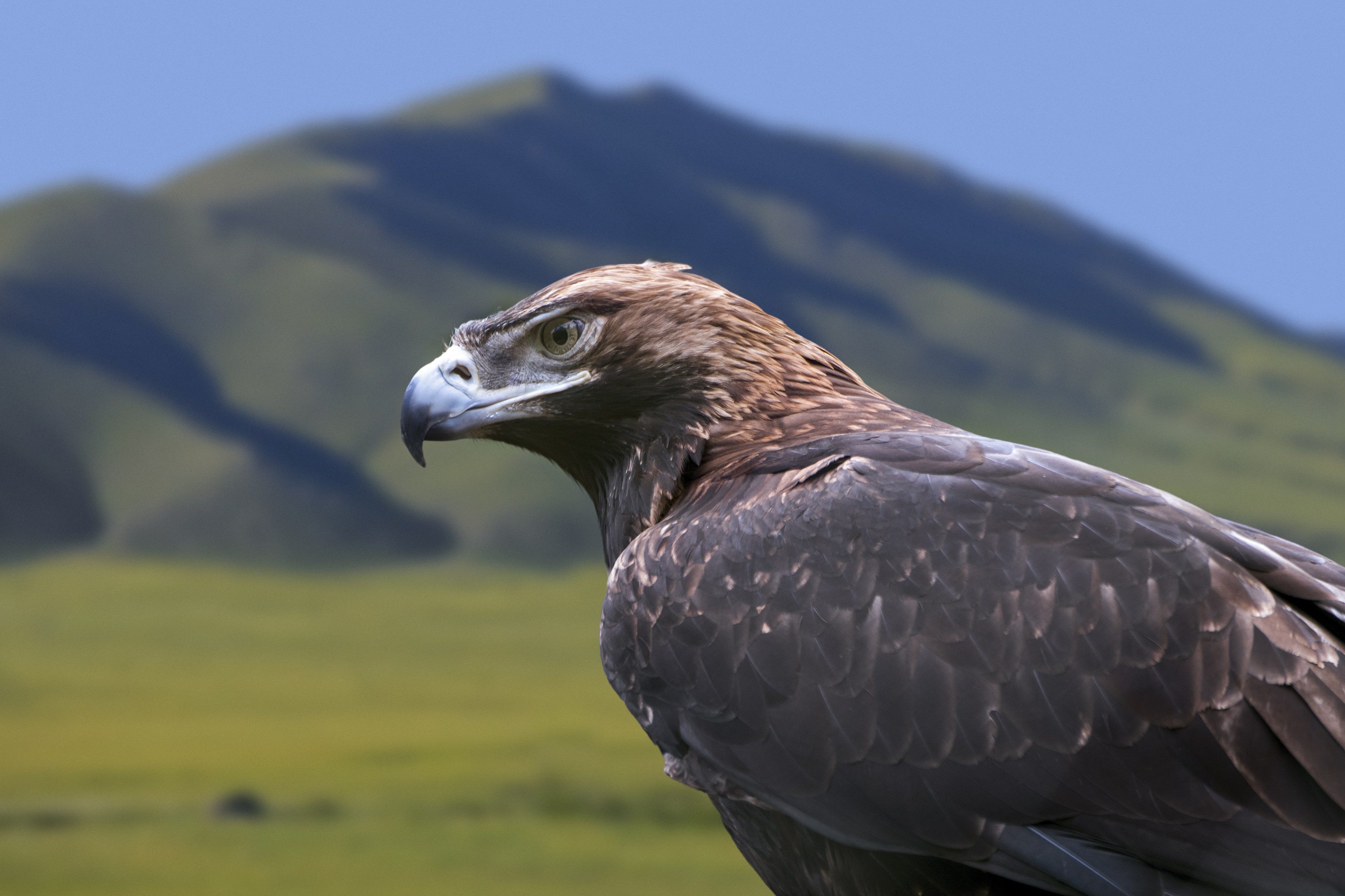 Eastern imperial eagle (Aquila heliaca)