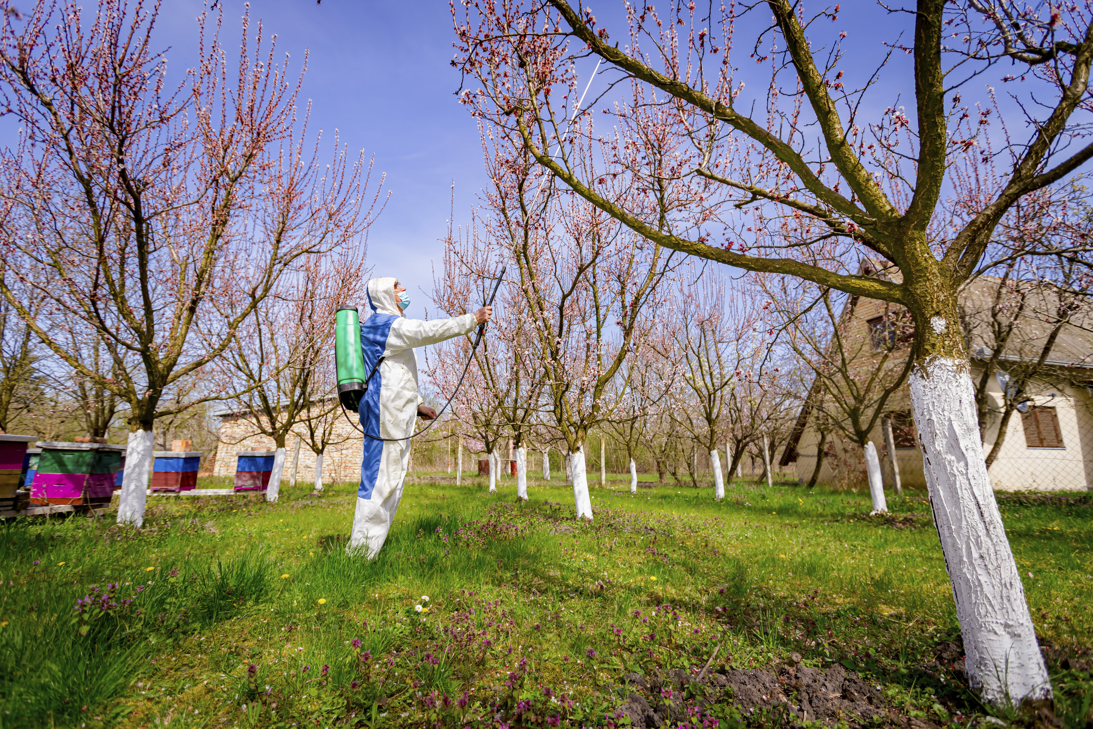 Farmer in protective clothing sprays fruit trees in orchard using long sprayer
