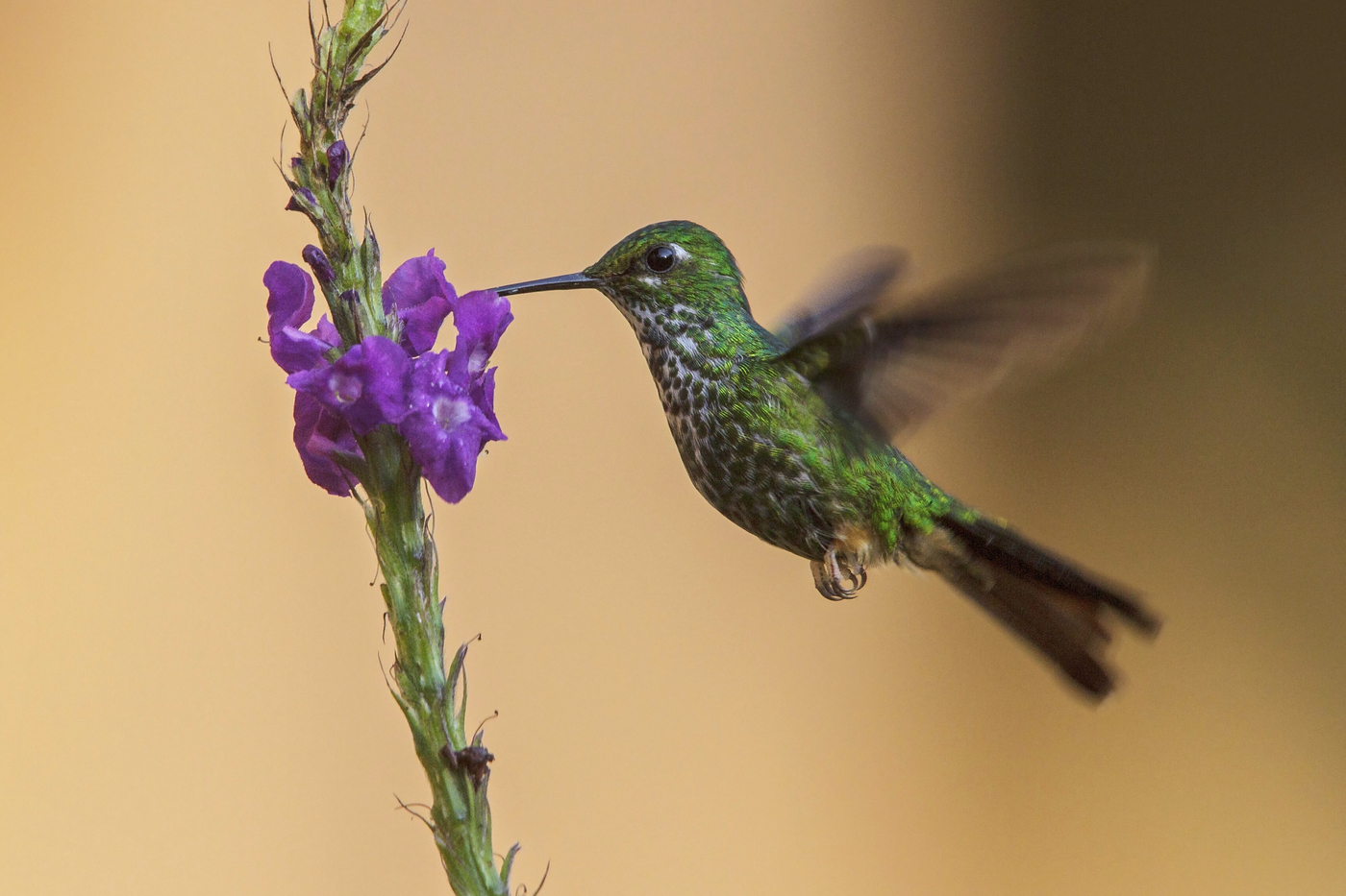 Kolibir snimljen u Peruu