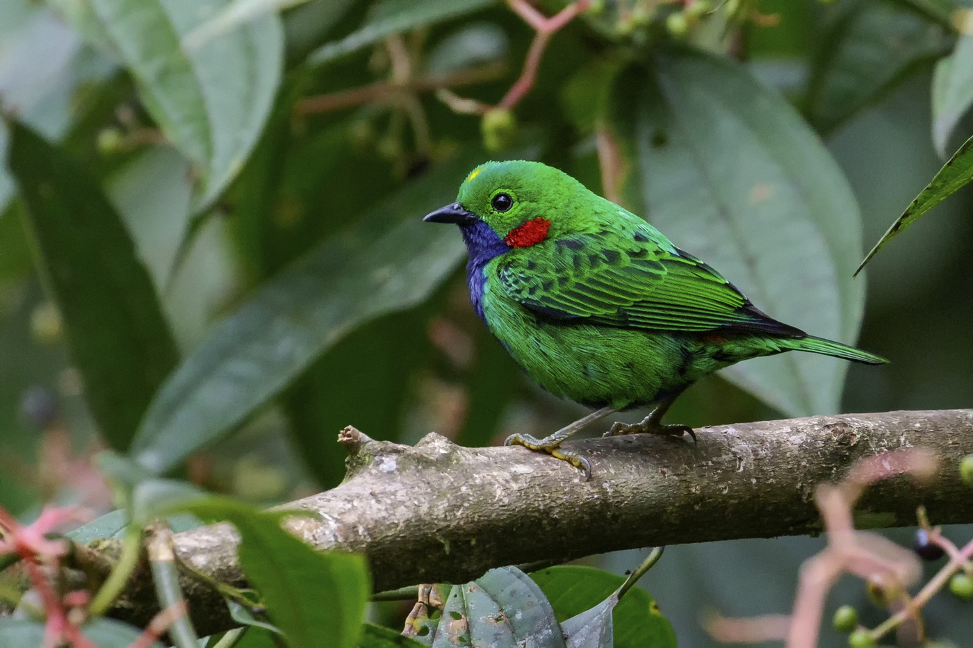 Sve manje se čuje pesma ptica u amazonskim šumama