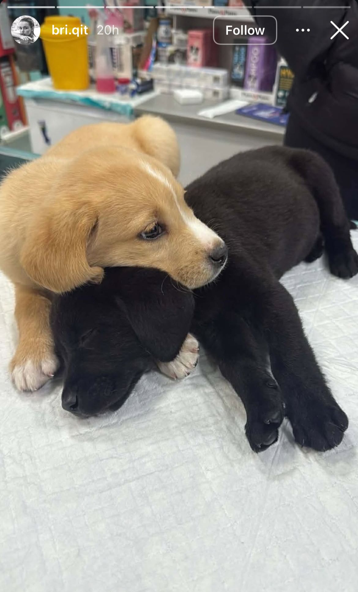 Brigita, Motiejunas, Odželej, KK Crvena zvezda, psi, štenci