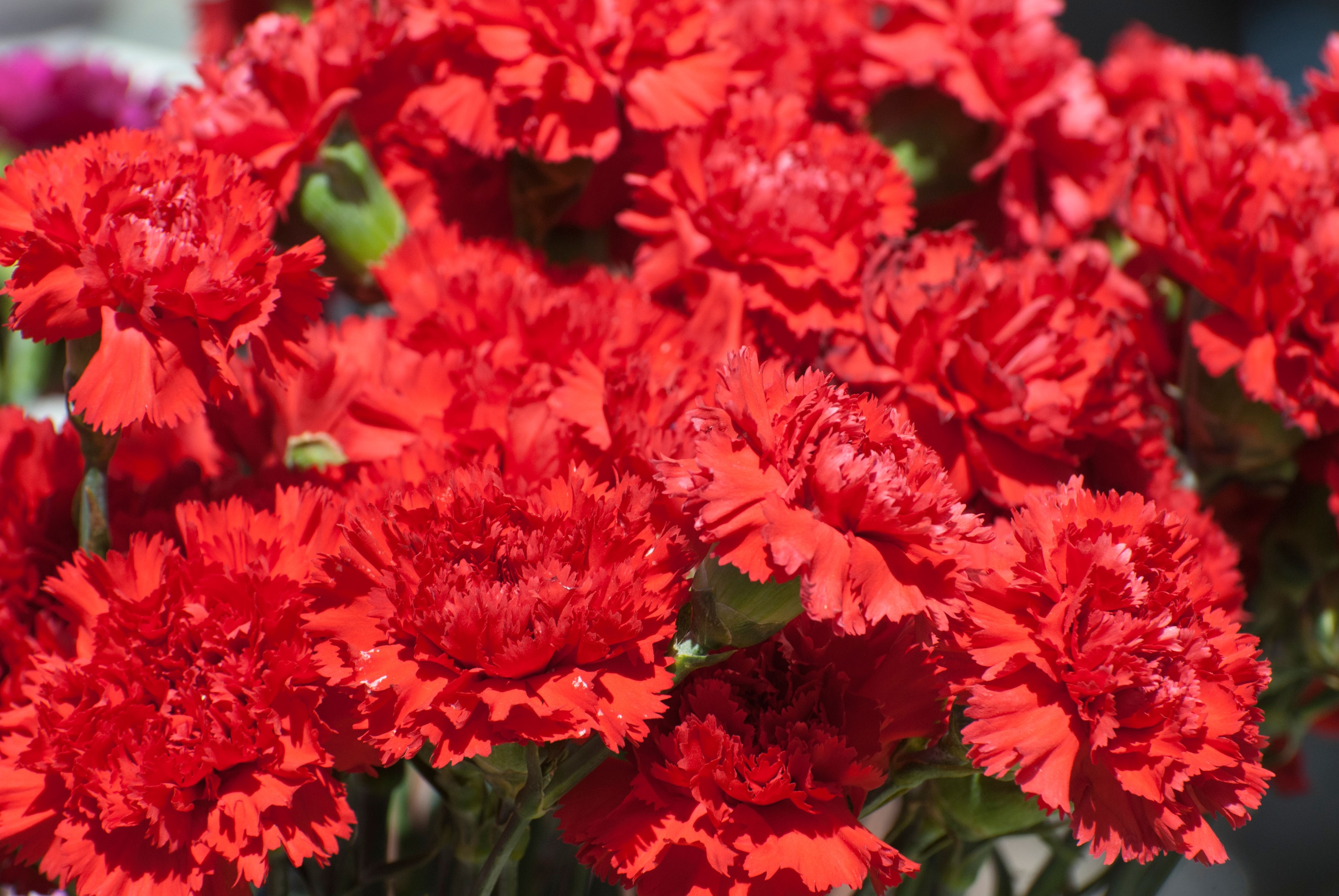 Image: 94995304, License: Royalty-free, Restrictions: , Model Release: no, Credit line: sinspics / Alamy / Profimedia