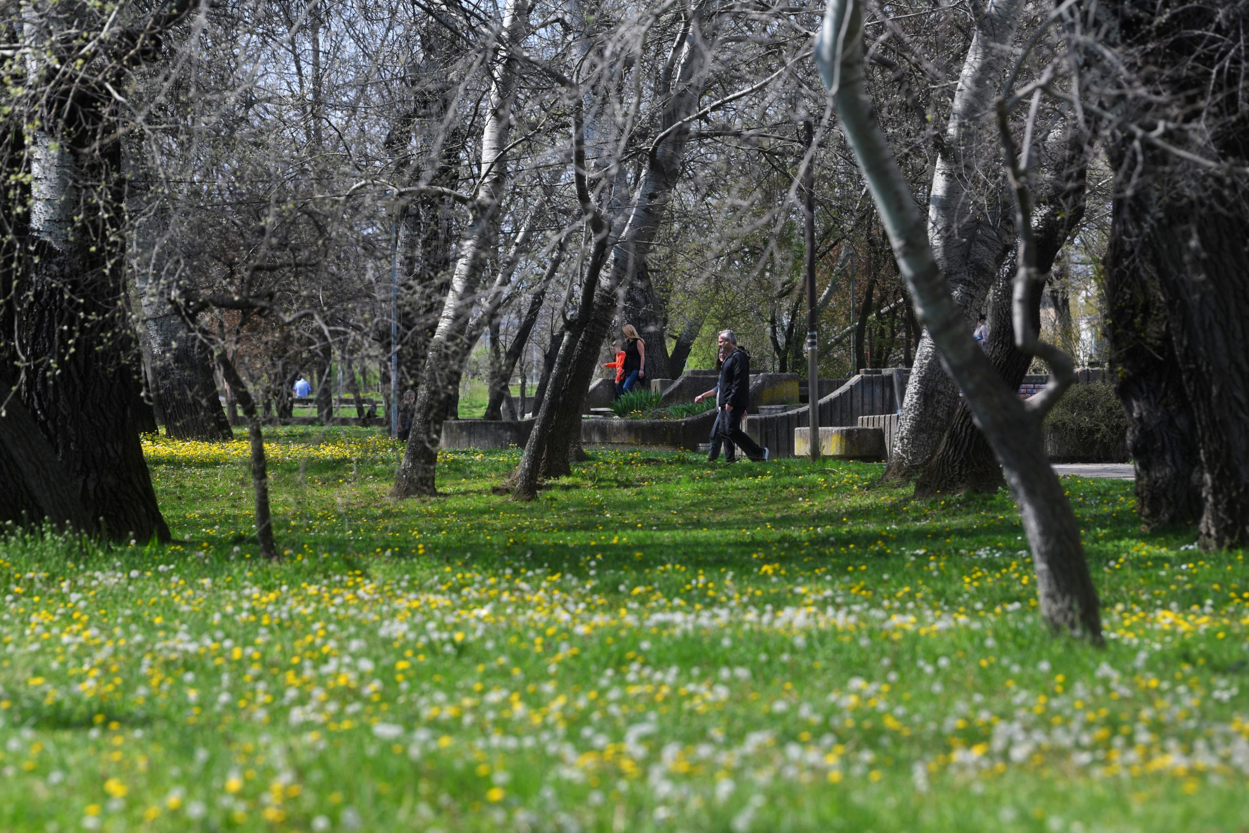 Proleće u Beogradu 1649418248-Prolece-filip-kraincanic-1-scaled.jpeg